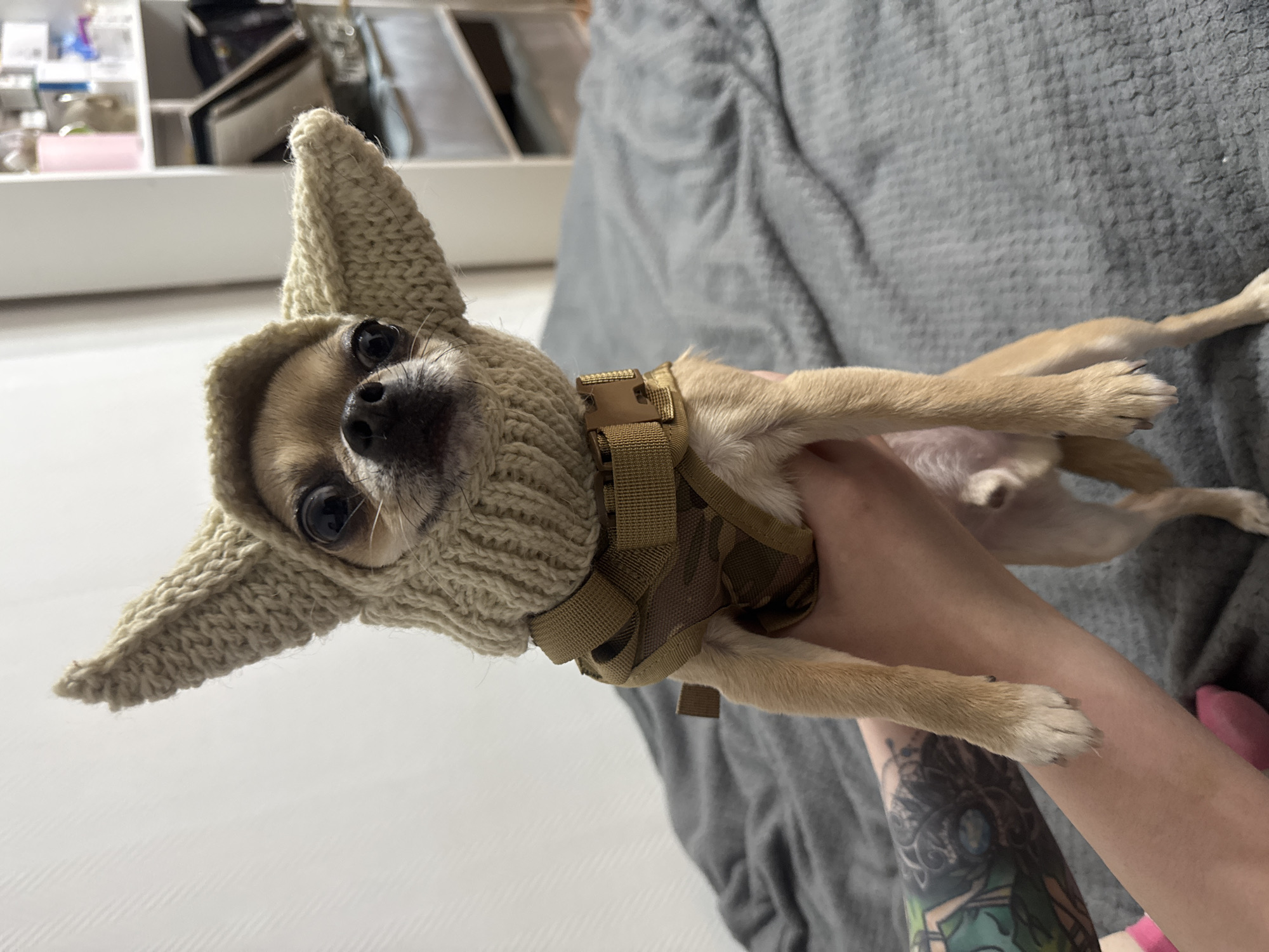 A tan chihuahua wearing a knitted hat resembling Yoda's ears and a camouflage harness is held in a person's arms. The person's arms have tattoos on the left arm. The chihuahua is looking directly at the camera with large, dark eyes. The background consists of a gray blanket on a bed and a blurred white shelving unit filled with various items. The location is identified as Khimki, Russia.