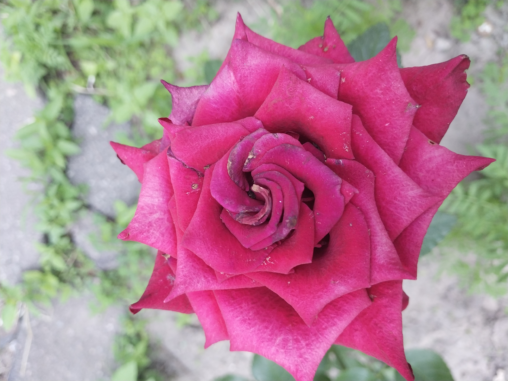 A close-up, overhead view captures a deep pink rose in full bloom. The rose's petals are layered, forming a spiral pattern at its center, and are tinged with darker hues and subtle hints of purple. Some petals show signs of wear, with edges that are slightly dried or discolored. The background is softly blurred, revealing hints of green foliage and gray, granular ground cover, suggesting an outdoor setting. The scene is devoid of any human presence or identifiable landmarks, making it impossible to determine a specific location within Dnipro, Ukraine.