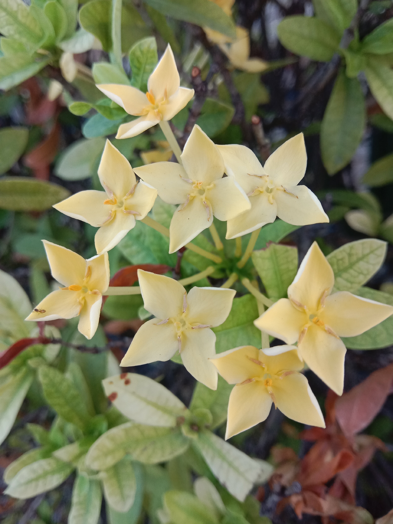 A close-up, overhead shot captures a cluster of delicate, pale yellow Ixora flowers with visible stamen, interspersed with green and variegated leaves. The background is a blur of darker foliage and hints of reddish-brown leaves, suggesting a natural or garden setting. A tiny ant is visible on the petal of a lower left flower. The image is sharp and well-lit, focusing on the intricate details of the blossoms and the surrounding plant life. The specific location in Surabaya, Indonesia, is not discernible from the visual information alone.