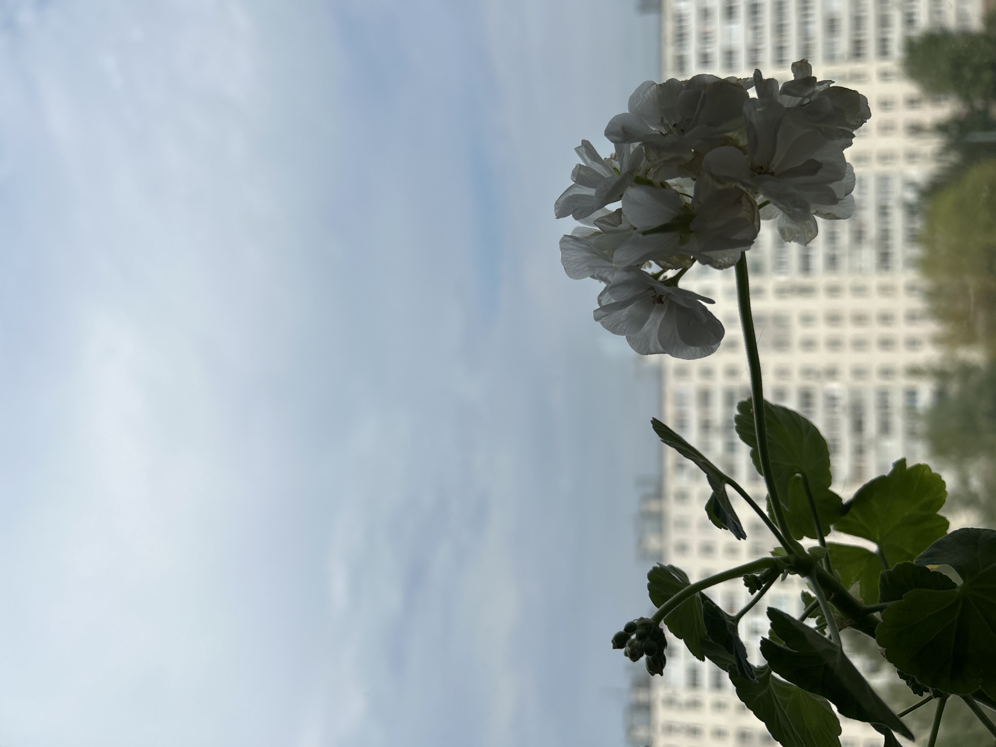 A close-up shot features a cluster of white geranium flowers with delicate petals, partially silhouetted against a cloudy sky. To the left of the flowers, a stem with several green leaves and unopened buds is visible. In the background, out of focus, is a large, multi-story apartment building, characteristic of Soviet-era architecture, suggesting an urban setting. The building's facade is light-colored with numerous windows. Below the building, blurred green foliage indicates trees. The overall lighting is soft and diffused, consistent with an overcast day. The image evokes a sense of quiet observation of nature within an urban environment, possibly from a window in Moscow, Russia, given the architectural style of the building.