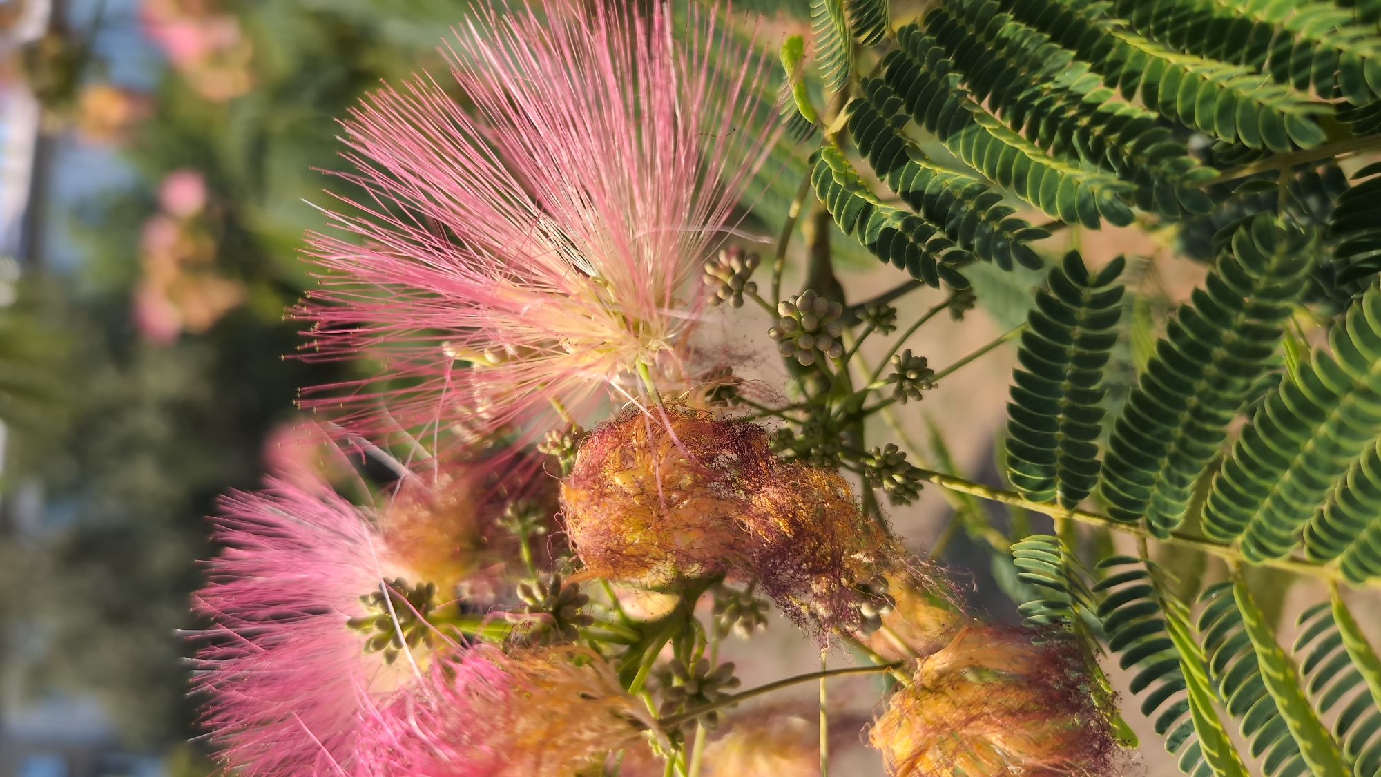 The image displays a close-up view of a flowering branch of a Persian silk tree (Albizia julibrissin), also known as a mimosa tree. The feathery, pinkish-red blossoms are in focus, with their delicate stamens radiating outwards. Several unopened flower buds, small and green, are also visible on the branch, along with some brown, fuzzy seed pods. The lush green compound leaves of the tree are sharply defined in the foreground, creating a contrast with the softer textures of the flowers. The background is softly blurred, suggesting an outdoor environment with foliage and possibly buildings, indicating it was taken in a park or garden setting within the city of Mykolaiv, Ukraine. The lighting suggests it is daytime, with sunlight illuminating the delicate structures of the flowers. There are no people or animals visible in the image. The scene is natural and serene, focusing on the intricate details of the blooming tree.