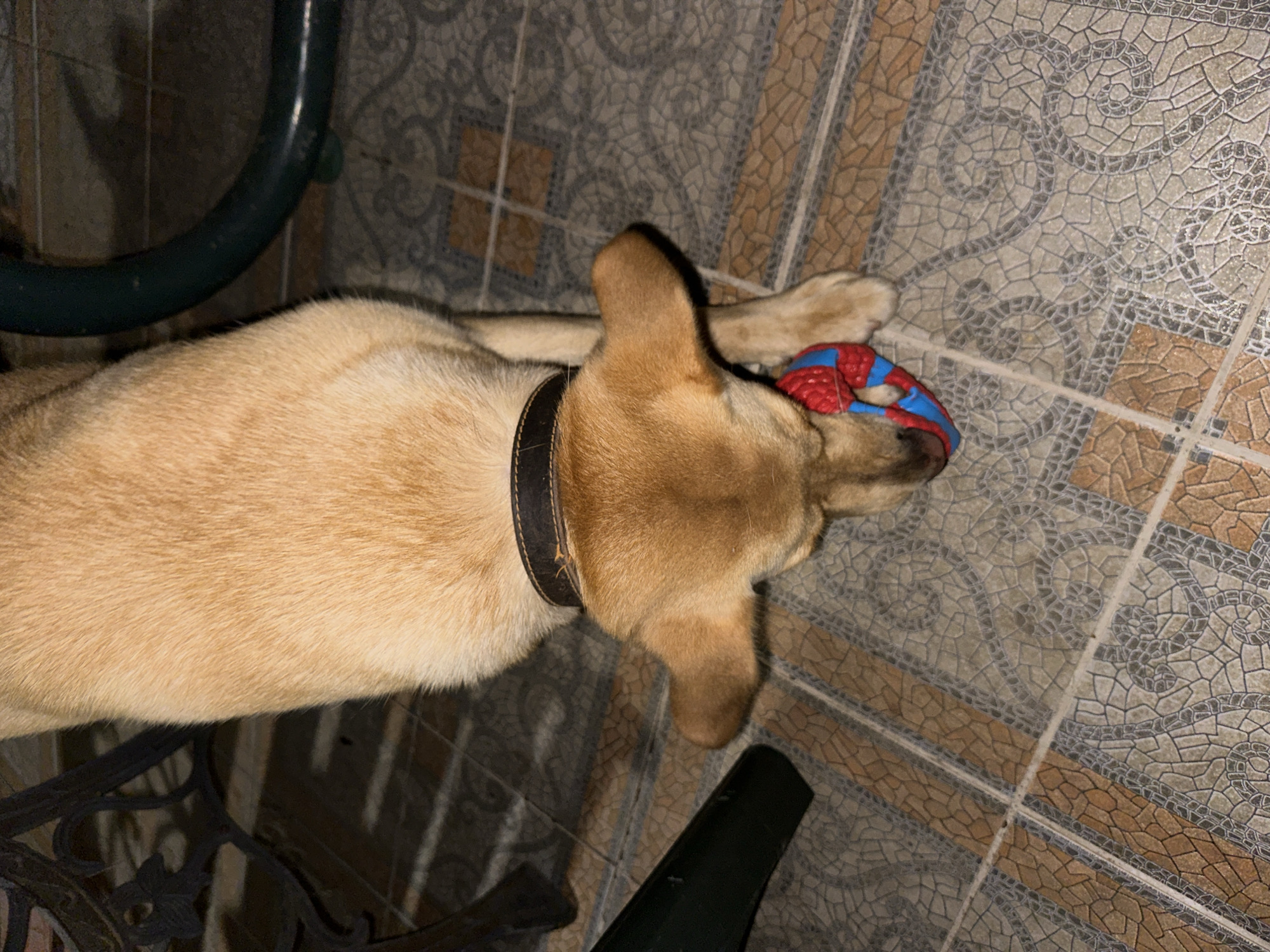A tan dog is on a tiled floor, playing with a red and blue toy. The dog is wearing a dark brown collar. In the background, there is part of a dark-colored metal structure, possibly a chair or table, and a dark green metal ring. The floor tiles have a patterned design in shades of brown, beige, and gray. The scene appears to be indoors or on a covered patio, given the presence of furniture and the tiled flooring. The image does not provide any information to suggest it is located in Sochi, Russia.