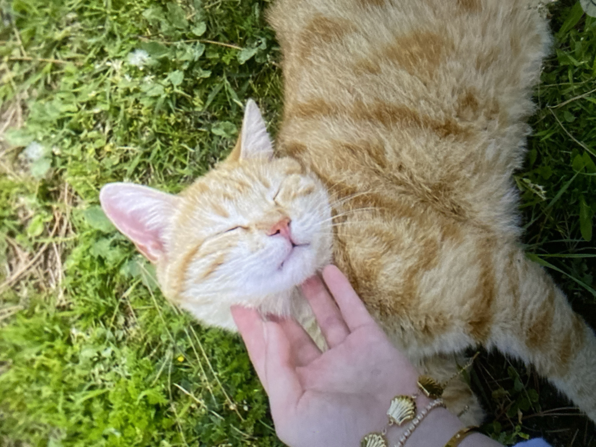A ginger cat lies on its back in the grass, eyes closed, with its head tilted back in apparent contentment. A person's hand is gently stroking the cat's face, and the cat's ears are perked up. The cat is wearing a gold bracelet with shell charms. The background is a lush green lawn with some scattered white flowers. The overall scene suggests a peaceful and affectionate moment between a human and an animal outdoors.