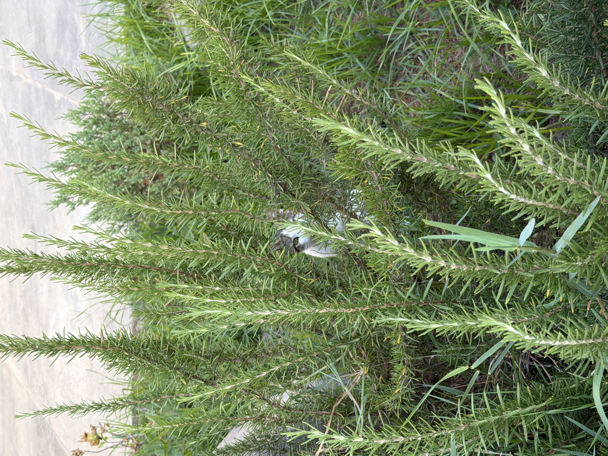 A domestic cat with tabby markings is partially hidden within a dense rosemary bush. The cat's head, facing to the left, is visible amidst the green foliage, with its eyes focused forward. The rosemary plant is lush and green, with numerous needle-like leaves. The background shows a concrete surface and green grass, suggesting an outdoor setting, possibly a garden or yard. The specific location is identified as Sabirabad, Azerbaijan.