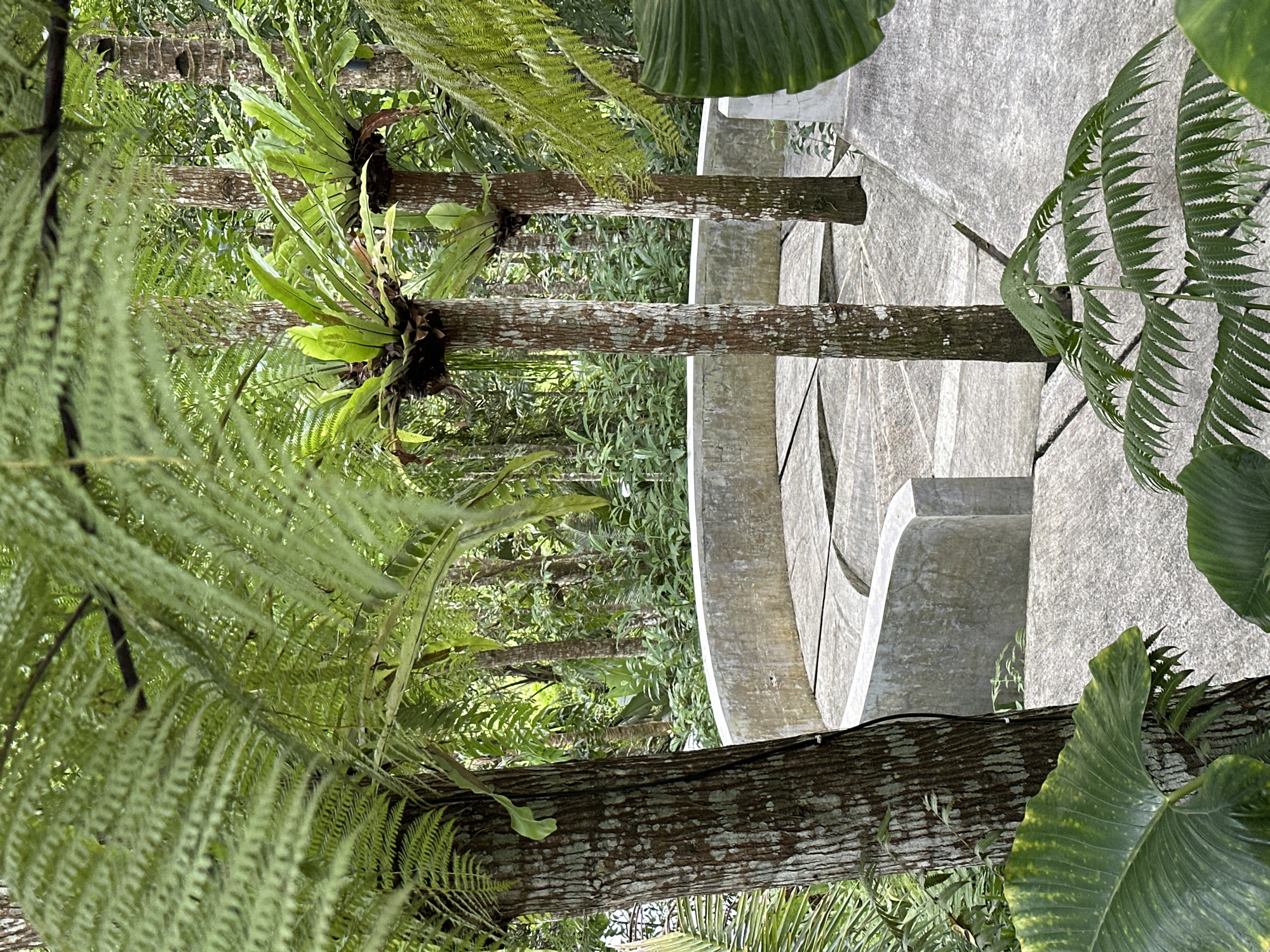 The image depicts a lush, tropical scene in Licin, Indonesia. Foregrounded are fern trees with textured bark, some hosting epiphytic plants with bright green leaves. The background reveals a dense forest of various green foliage. Concrete steps or architectural elements are visible to the right, suggesting a designed landscape within a natural setting. The lighting appears diffused, highlighting the textures and details of the flora. No people are visible.