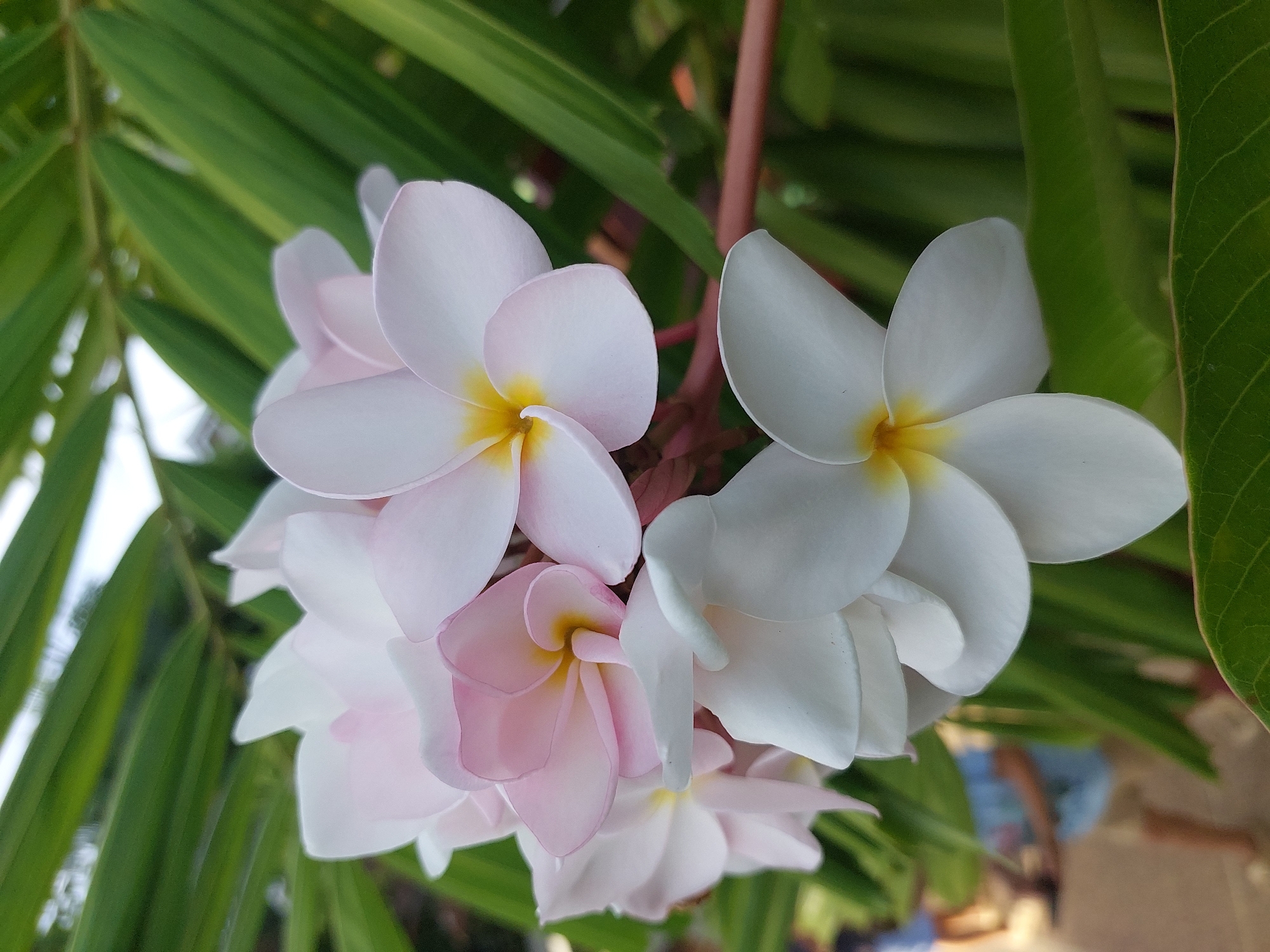 A close-up, eye-level shot showcases a cluster of plumeria flowers against a backdrop of lush green foliage. The plumeria blossoms, with their delicate white and pale pink petals and vibrant yellow centers, are the primary subjects. Some are fully open, displaying their intricate shapes, while others are partially unfurled. The flowers appear to be part of a larger arrangement, with a reddish-brown stem visible amongst them.
The surrounding greenery, likely palm fronds, provides a soft, out-of-focus background, suggesting a tropical environment. The lighting indicates it's daytime, possibly mid-morning or afternoon, with soft light illuminating the petals and creating gentle shadows. The overall mood is serene and natural, highlighting the beauty of the flowers.
In the lower right quadrant of the image, the blurry forms of people are visible, hinting at a human presence in the background but not detracting from the focus on the flora. Their clothing, appearing as hints of blue and brown, suggests they are casually dressed. The ground beneath them is also out of focus, but seems to be a paved or sandy surface.
The location context of Baan Mae Nam, Thailand, further reinforces the visual cues of a tropical setting, characterized by abundant plant life and warm weather. No text is visible in the image.