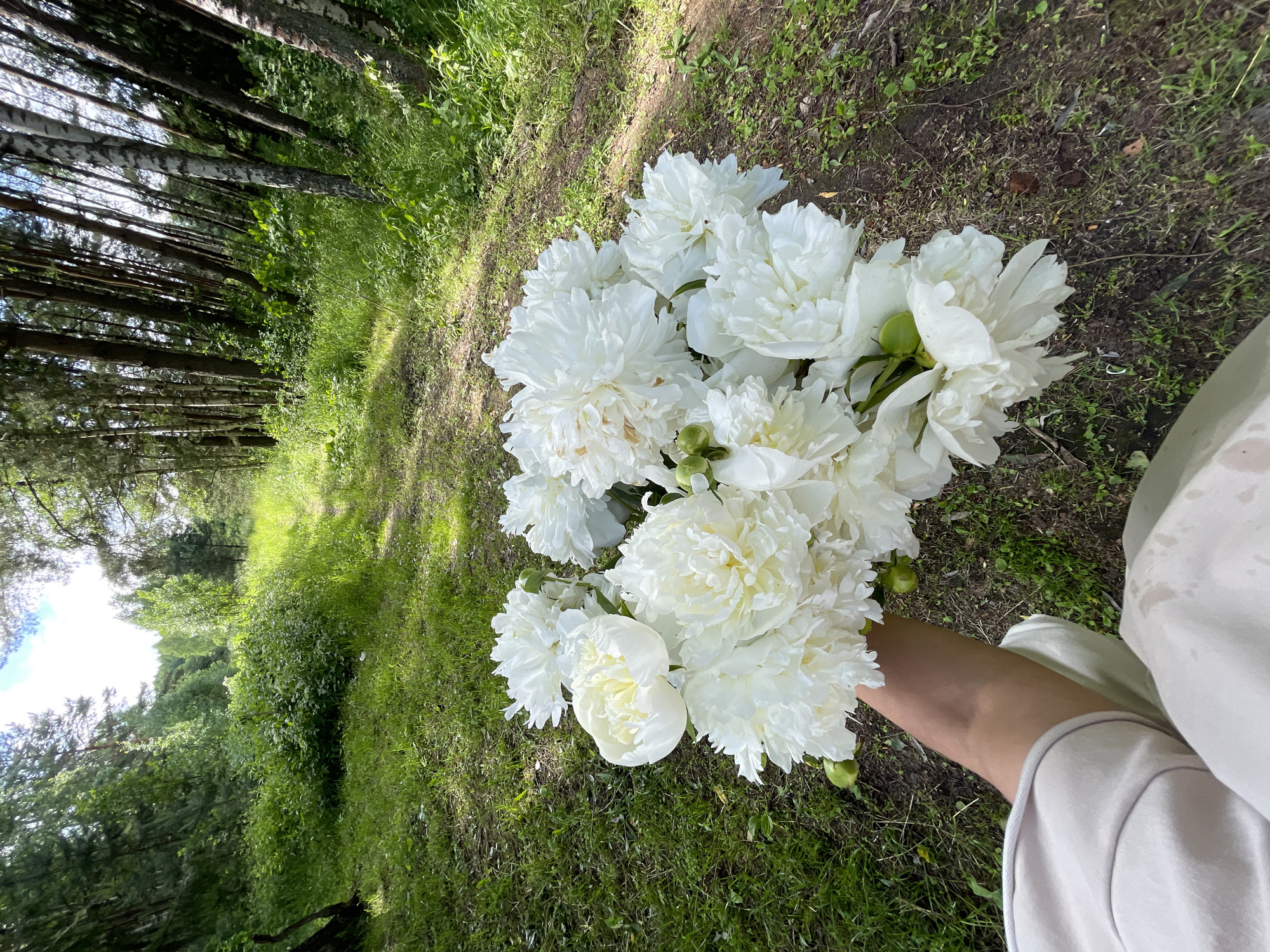 A person holds a bouquet of white peonies in a forest clearing. The clearing is surrounded by trees, with a dirt path winding through the grass. Sunlight filters through the leaves, creating dappled patterns on the ground. The bouquet is full and lush, with large, ruffled petals. The person is wearing a light-colored sweatshirt. The location is the city of Zarechny, Russia.