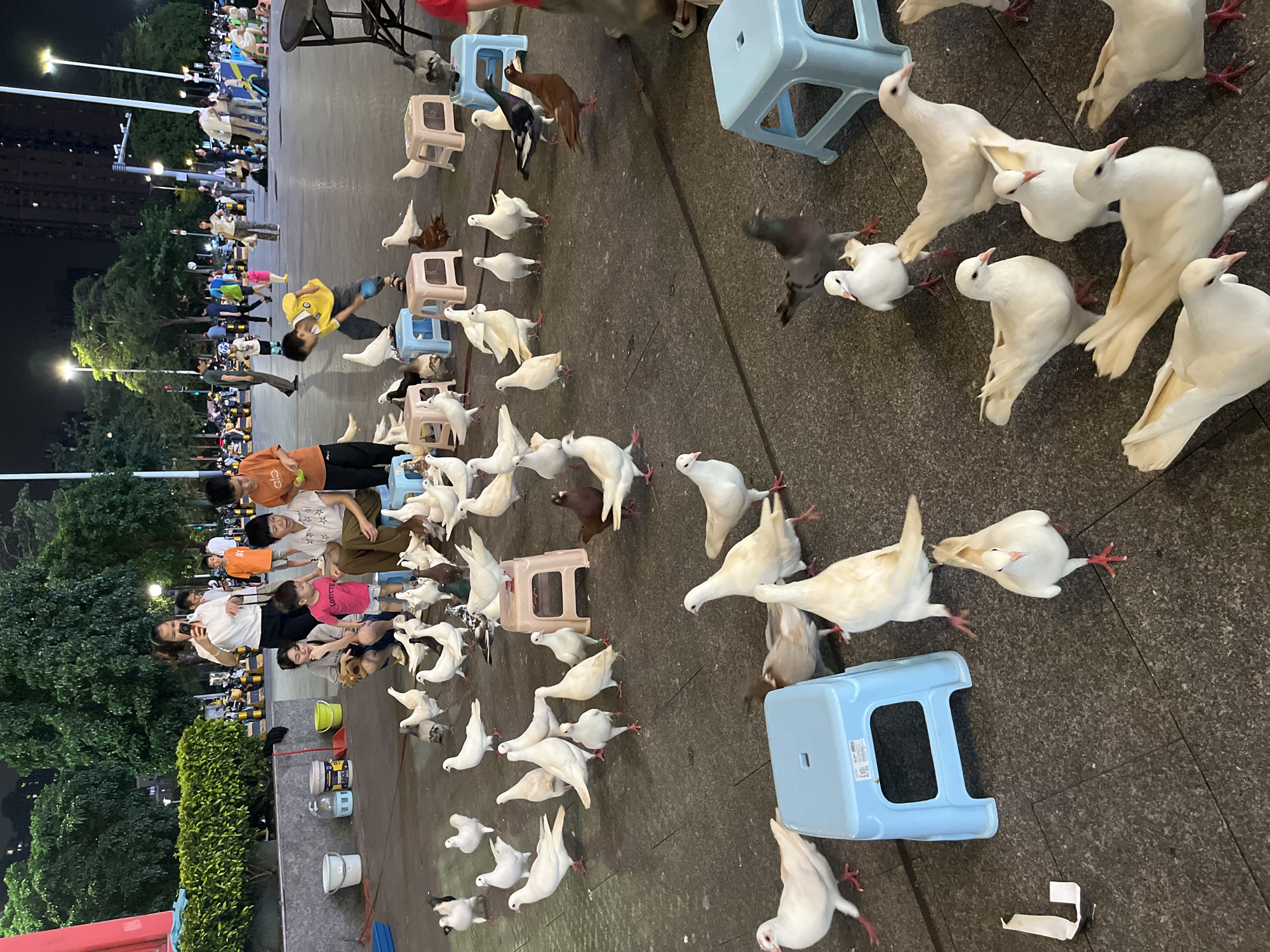 This photograph captures a nighttime scene in Chancheng District, China, likely a public square or park. A large gathering of pigeons is the central focus, with numerous birds scattered across the paved ground. Several individuals, including adults and children, are present, some interacting with the pigeons, such as feeding them. Children are seen playing, and one child is holding a phone, possibly taking a photo or video. Various objects are visible, including colorful plastic stools that some pigeons are perched on, buckets, and a red trash can. The background reveals trees, streetlights, and buildings, indicating an urban environment. The overall atmosphere appears to be one of casual public recreation.