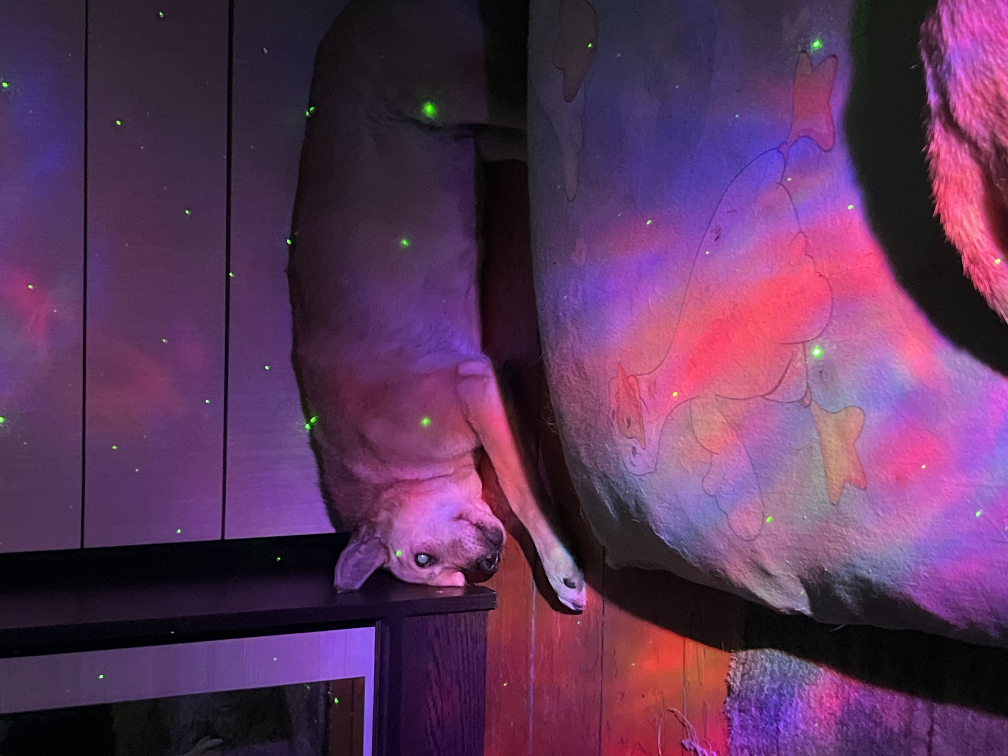 A tan dog with short fur rests upside down, its head and front paws dangling over the edge of a dark-colored cabinet. The dog's eyes are visible, and its expression appears relaxed. The cabinet is positioned against a paneled wall, illuminated with pink, red, and purple lighting, creating a vibrant, otherworldly atmosphere. A dog bed or large pillow is positioned to the right of the dog and cabinet. The surface of the pillow features sketches or drawings. Small, green dots are scattered across the entire image. The location is not specified.