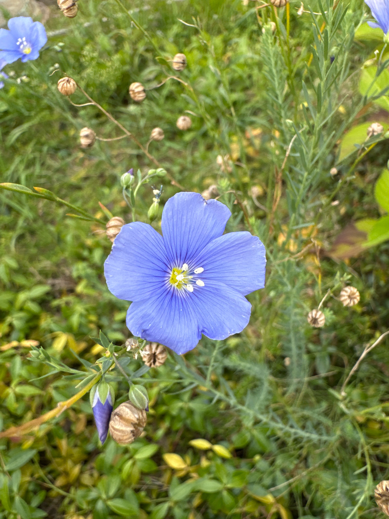 A close-up, vertical, outdoor shot captures a vibrant blue flax flower in bloom, centered in the frame. The flower has five delicate petals, each with fine, dark blue lines radiating from the bright yellow center. Surrounding the main flower are several dried flax seed pods, round and brown with segmented surfaces, and a few unopened purple flower buds. The background is a soft blur of green foliage, suggesting a natural setting. The scene is situated within the Бараўлянскі сельскі Савет, Belarus.