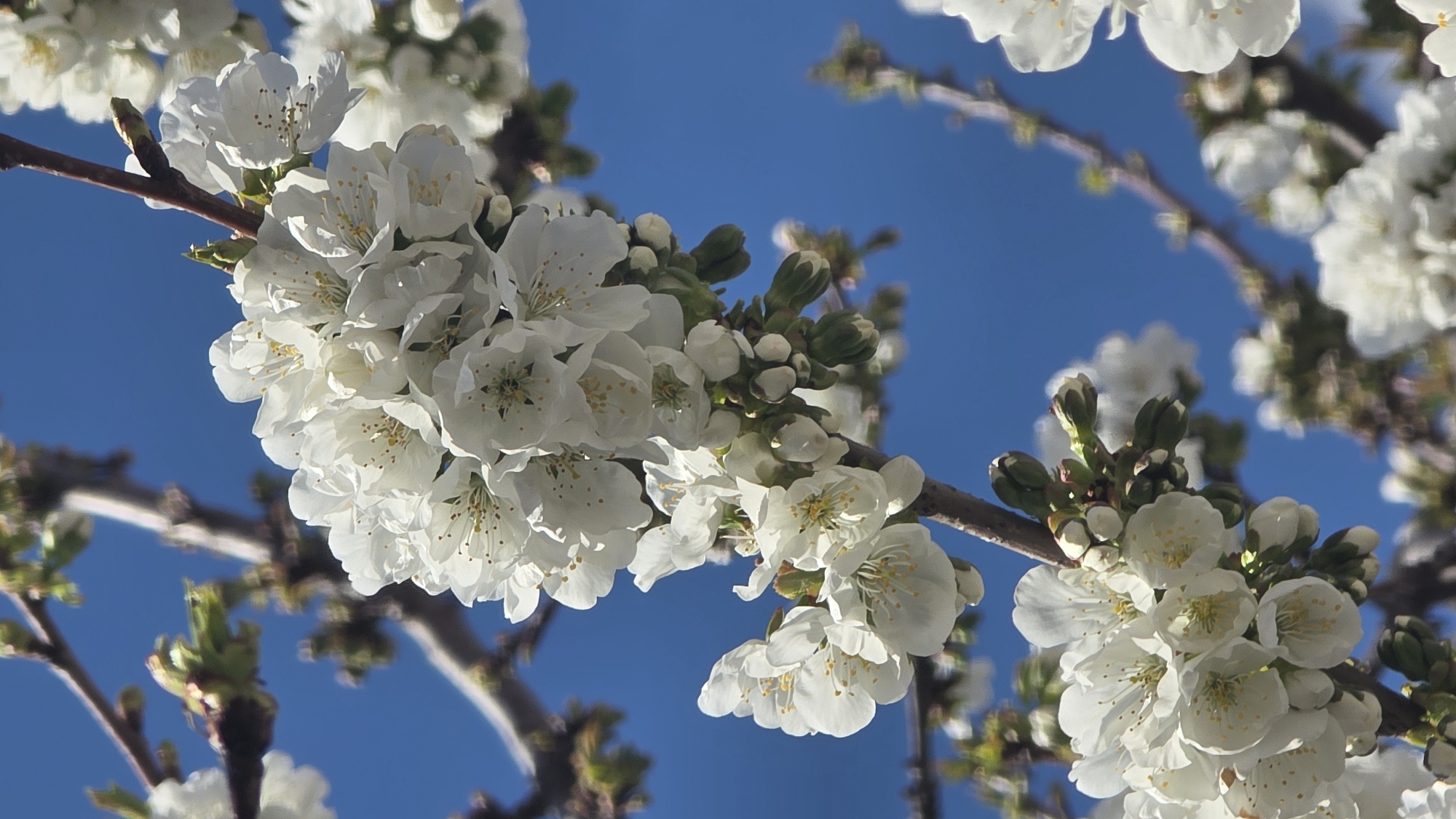 A branch of a cherry tree is in full bloom against a clear blue sky. The white flowers are clustered together, with some buds still closed. The bark of the branch is a light brown color. The picture was taken in Blagoevgrad, Bulgaria.