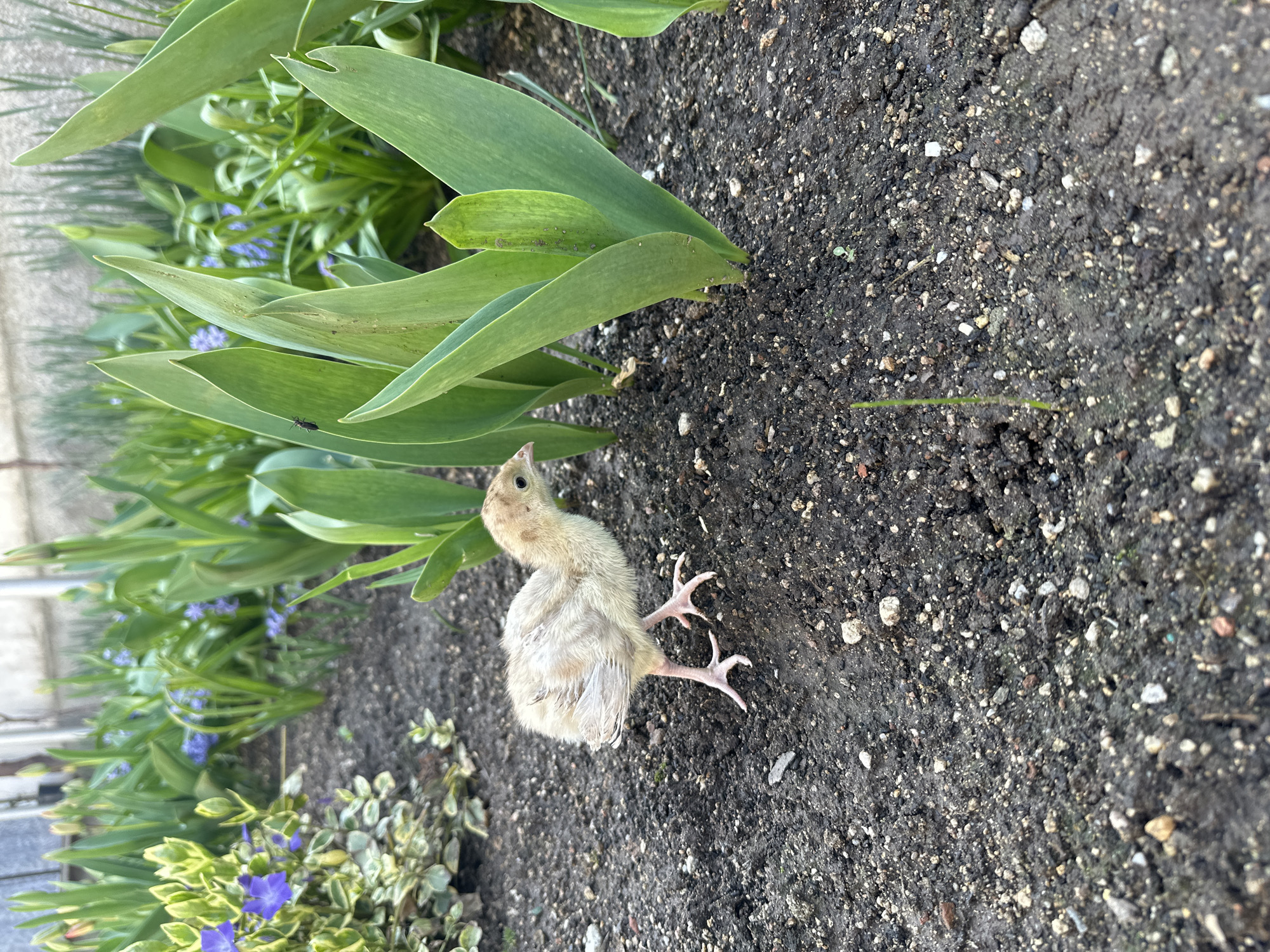 A dead bird chick lies on its back in a garden bed. The chick has light brown and white downy feathers, and its legs are extended upward. The garden bed contains dark soil, green tulip leaves, blue flowers and variegated green and white foliage. The location is likely Choba, Bulgaria, based on the query context.