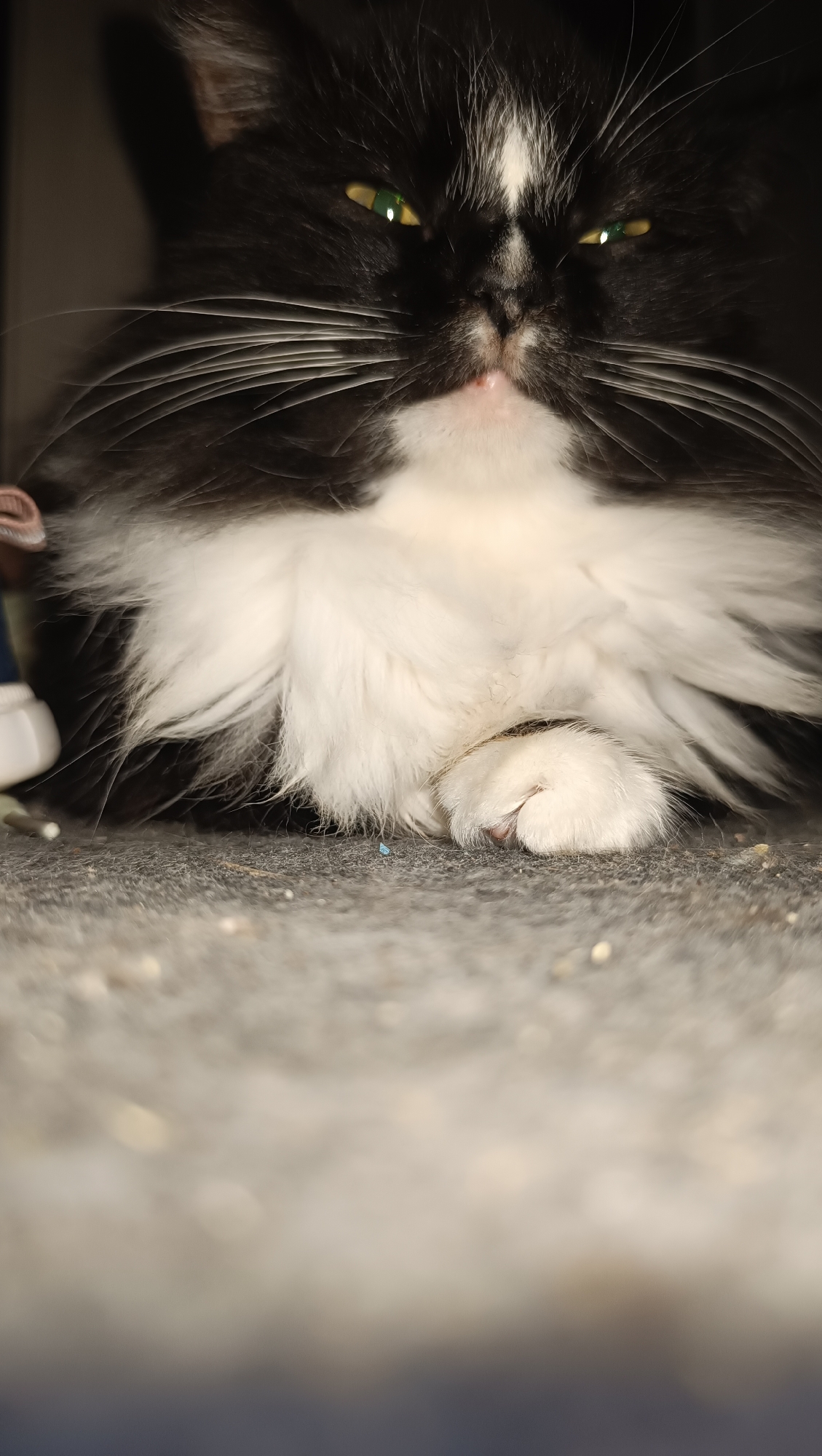 This image is a close-up, low-angle shot of a black and white cat. The cat is lying down, with its face and front paw visible. It has green eyes and a fluffy white chest. The background is dark, suggesting an indoor environment, possibly a home. There is no visible indication of the city of Chaikovsky, Russia. The scene appears to be a simple, still life photograph of a pet.