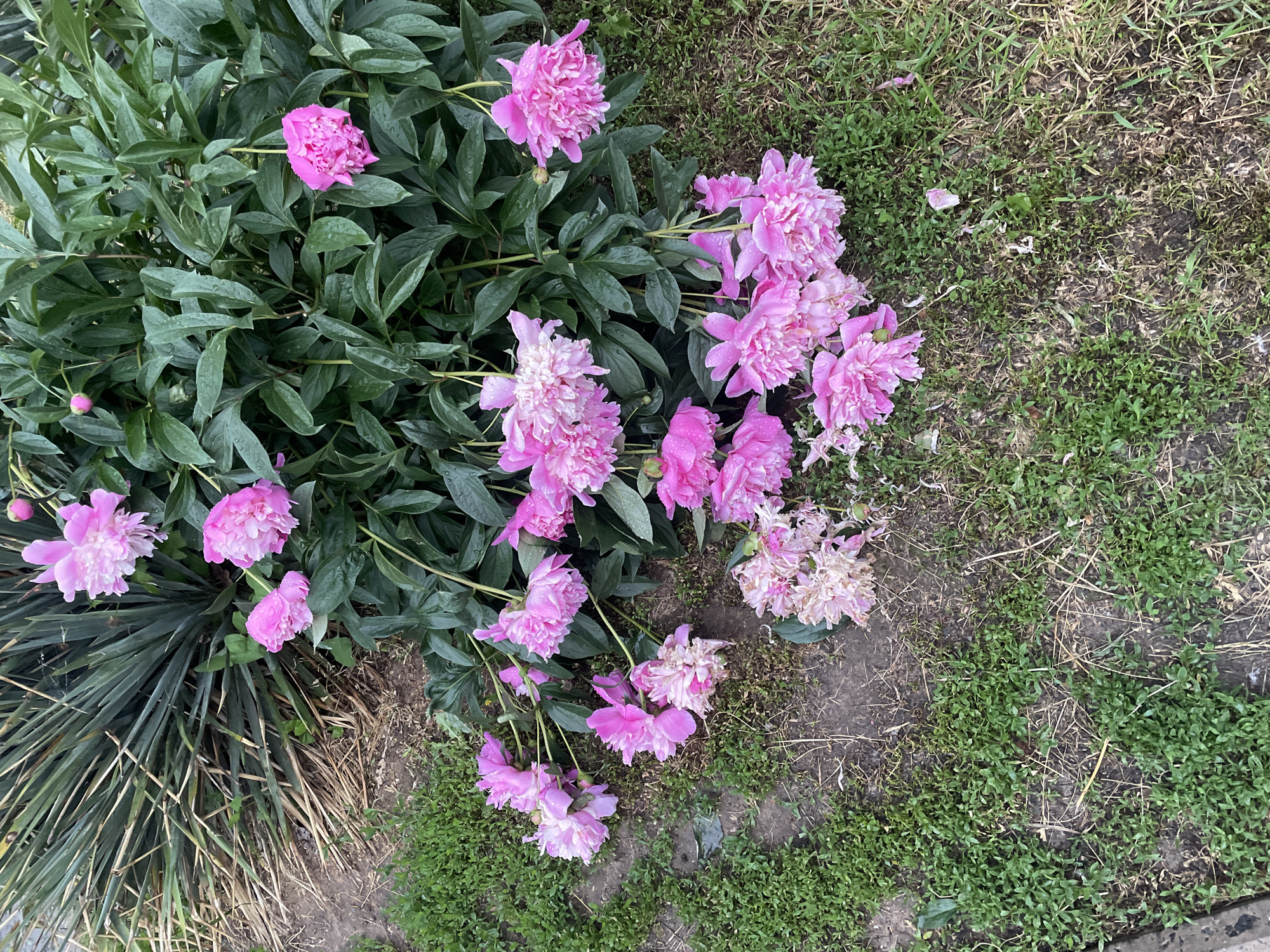 The overhead shot captures a vibrant display of pink peonies thriving in an outdoor setting in Rozsoshentsi, Ukraine. A large bush of peonies dominates the left and center of the frame, showcasing numerous large, ruffled pink blooms alongside dense, dark green foliage. Many of the leaves and petals are adorned with small water droplets, indicating recent rain or heavy dew. Several unopened peony buds are also visible, hinting at continued bloom.
To the left of the main peony bush, another plant with long, thin, spiky dark green leaves is visible. The ground surrounding the flowers consists of a mix of sparse green grass, patches of dark, moist soil, and scattered dry, straw-like plant material. Several fallen pink peony petals are strewn across this ground. Some clusters of peonies, particularly towards the lower right, appear to be past their peak, with lighter, somewhat faded and wilted petals. The overall lighting is soft and even, typical of an overcast day or early morning/late afternoon. There is no human activity or visible text in the image.