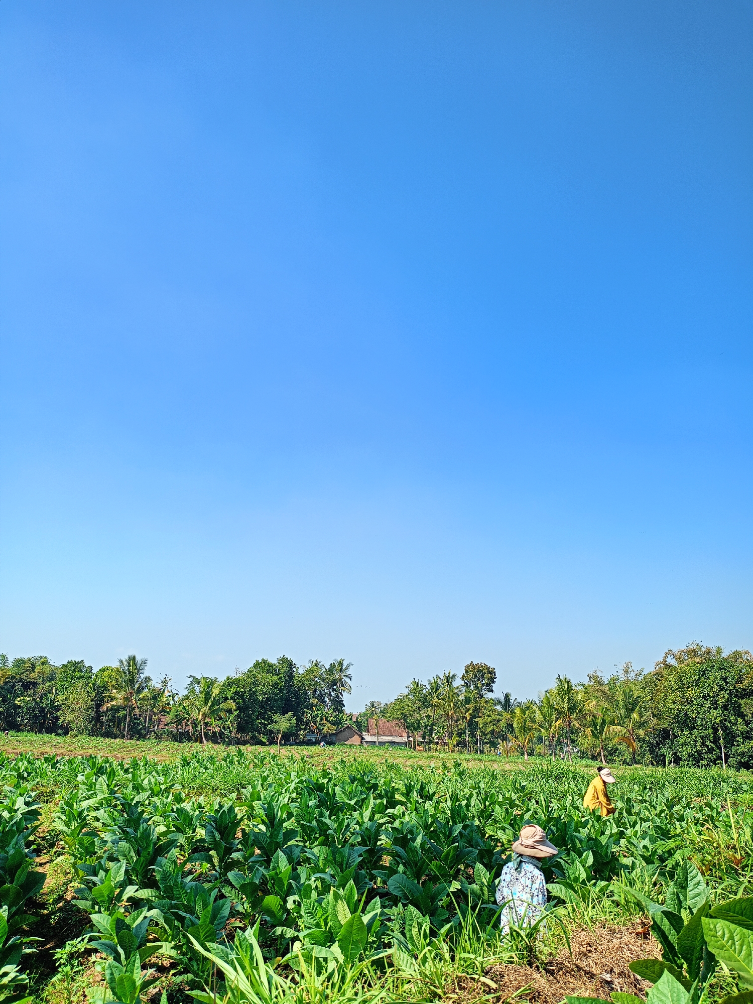In Panduman, Indonesia, a wide shot captures a tobacco farm under a clear, brilliant blue sky. The field is dense with lush green tobacco plants, their broad leaves reaching upwards. Two farmers are visible in the mid-ground, tending to the crops. The farmer in the foreground wears a patterned shirt and a straw hat, while the farmer further back is dressed in a yellow shirt and a white cap. Behind the field, a line of trees forms a verdant backdrop, with glimpses of houses and palm trees suggesting a rural village setting. The scene is bathed in natural sunlight, creating distinct shadows on the ground and highlighting the vibrant green of the tobacco leaves.