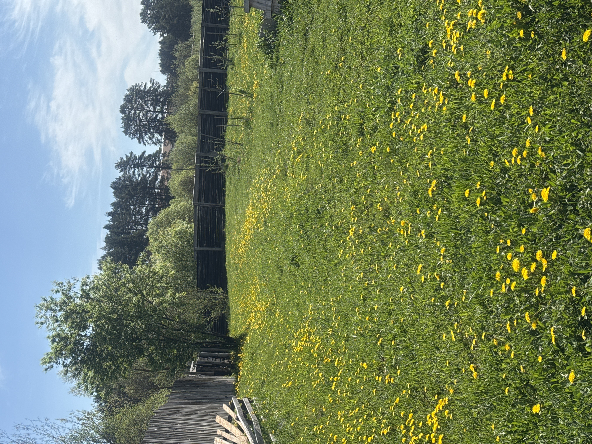 The image shows a grassy field filled with yellow flowers, likely dandelions, in a rural area of Rusalevka, Russia. A wooden fence runs along the edge of the field, with trees and bushes visible beyond it. The sky is blue with scattered clouds. A second, lower wooden fence is visible in the foreground. The overall scene suggests a natural, possibly overgrown field in a countryside setting. There are no people visible in the image.