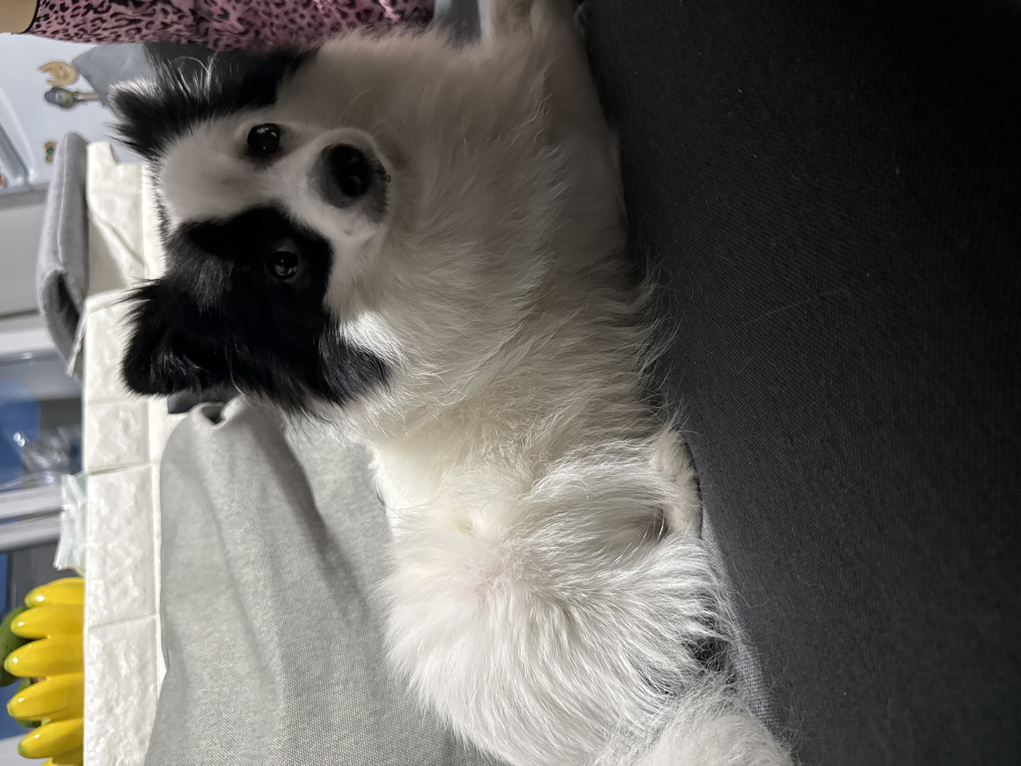 A black and white dog is lying on a gray couch, near a black couch cushion. The dog is facing the camera and appears to be tilting its head. The location is not discernible from the image.