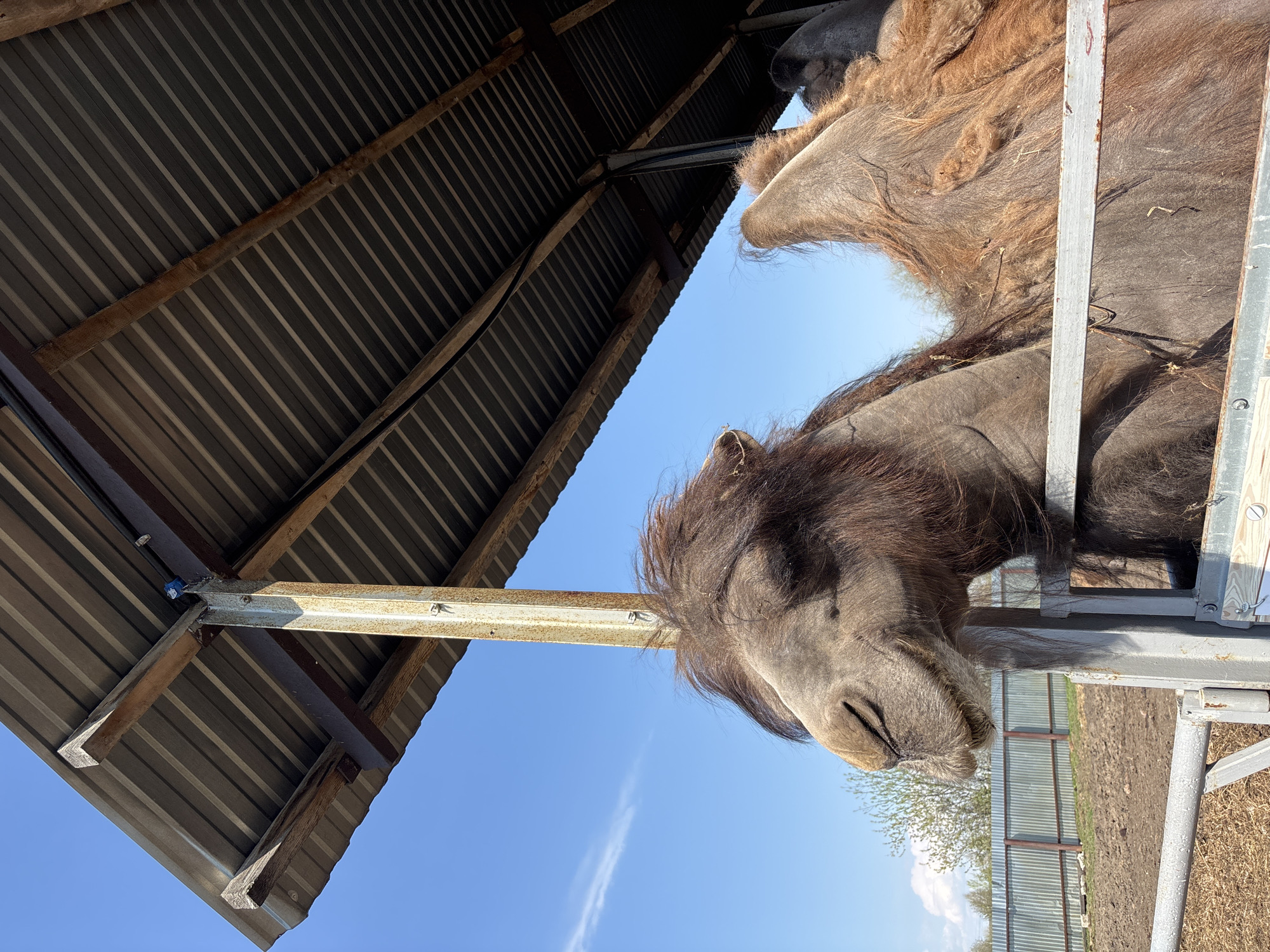 A close-up shot taken from a low angle depicts two Bactrian camels standing near a structure with a corrugated metal roof, likely a shelter. The sky is visible in the background. The location is likely a zoo or animal park, with the camels standing within a fenced enclosure. The image was taken in Perm, Russia.