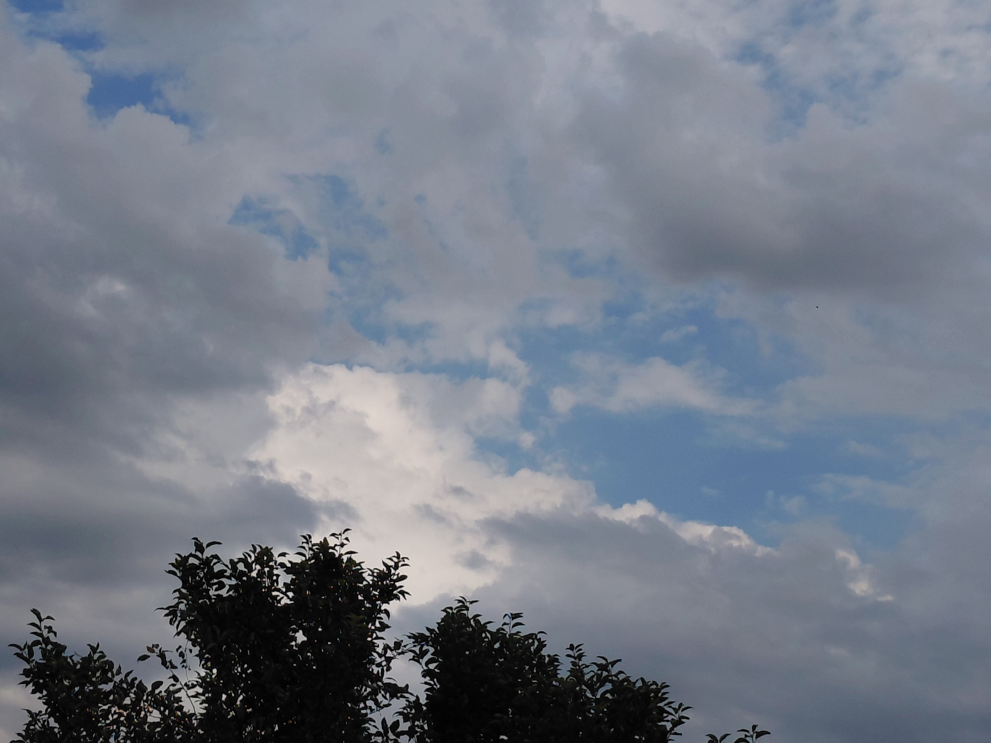 The image captures a natural scene with trees silhouetted against a cloudy sky. The tops of two trees are visible in the foreground, their dark green foliage stark against the muted tones of the sky. The sky itself is a mix of grey and blue, with large, fluffy clouds dominating the upper portion of the frame. A small, dark object, possibly a bird or an insect, is visible in the upper right quadrant of the sky. The scene appears to be set in a rural or suburban environment, given the presence of trees and the open sky. The time of day appears to be late afternoon or early evening, judging by the lighting and the color of the clouds. There is no indication of human presence or activity in the image. The image does not provide specific details that would allow for definitive identification of the location as Verhnyaya Podstyopnovka, Russia.