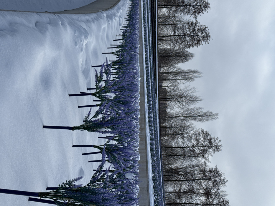 This image depicts a winter landscape in the city of Plodorodny, Russia. The foreground is dominated by numerous artificial lavender plants, characterized by purple flowering stalks and dark support stakes, arranged in parallel rows and emerging from a uniform layer of white snow. A curved, light-colored concrete or stone retaining wall borders the snow-covered ground on the left side of the frame. Beyond the lavender, multiple terraced levels contain additional rows of low green shrubbery, partially covered in snow. The background consists of a dense line of bare deciduous trees silhouetted against a uniformly grey, overcast sky. No individuals or discernible activities are present.