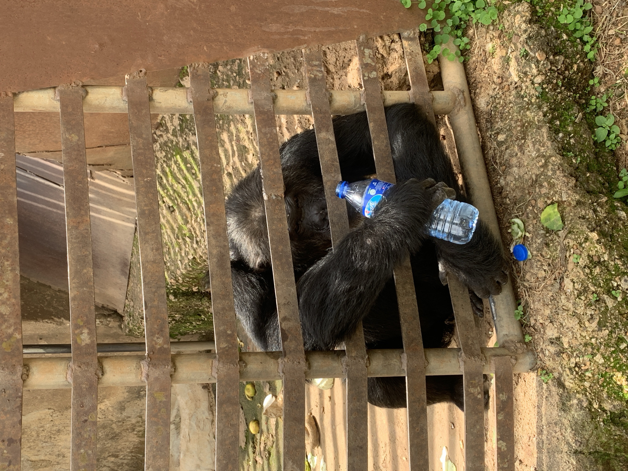 A chimpanzee is sitting inside a metal enclosure, holding a plastic water bottle. The enclosure appears to be outdoors, with a dirt and rocky ground. The background shows a rough, textured wall. The chimpanzee is mostly black with dark fur. It is holding the bottle with its right hand. There are some yellow fruits scattered on the ground in the background. The overall scene suggests a zoo or a wildlife sanctuary. This image was taken in the city of Jos, Nigeria.