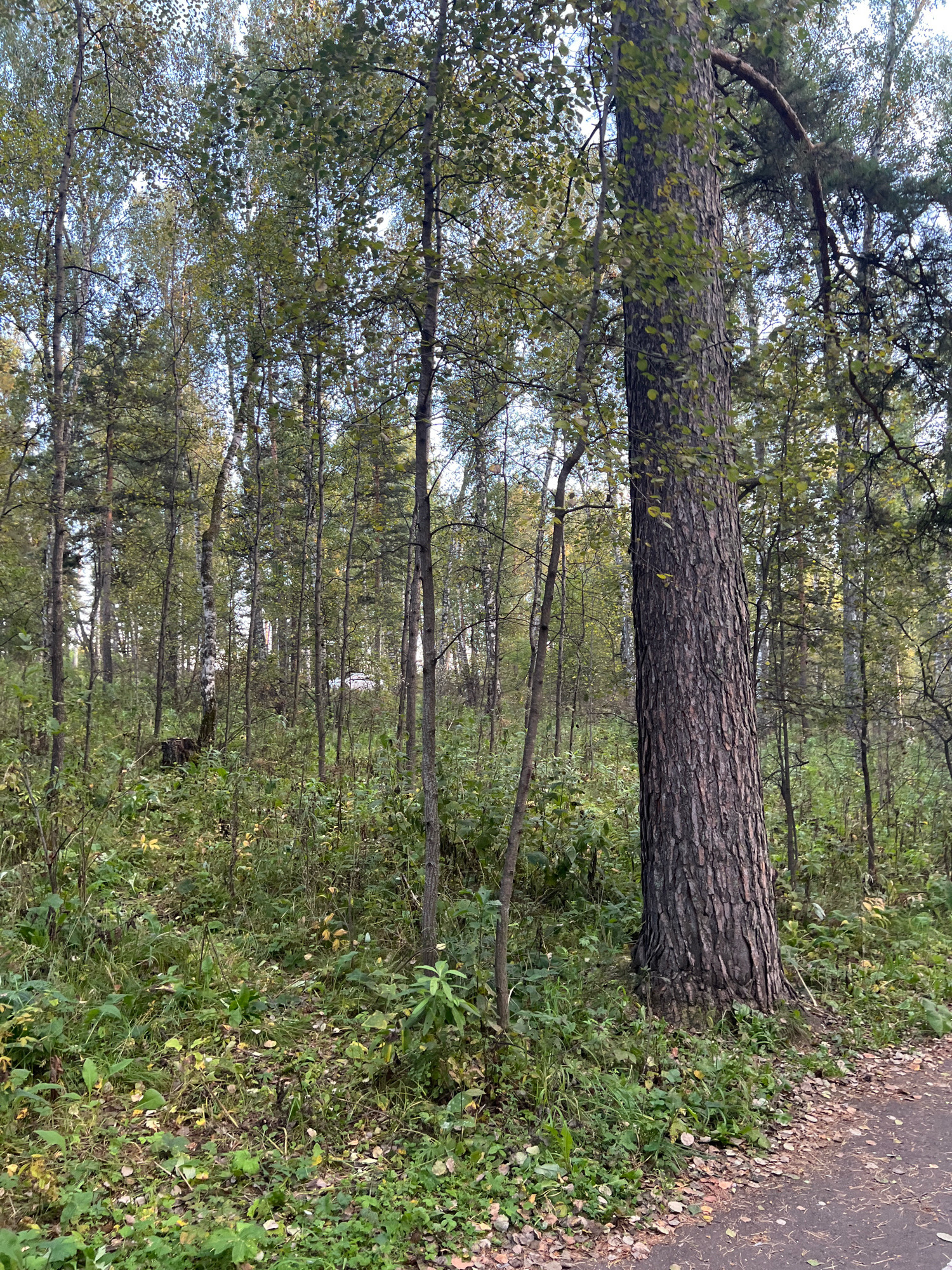 The image depicts a wooded area with dense vegetation and a variety of trees. In the foreground, a large tree with a rough, textured bark stands prominently on the right side, partially obscuring a path or road on the far right. The ground is covered with green grass, fallen leaves, and undergrowth. The background reveals a forest with numerous slender trees, some with lighter bark, suggesting a mix of species such as birch and pine. The overall impression is of a natural, somewhat wild setting within a park or forest on the outskirts of the city of Krasnoyarsk, Russia, likely an area accessible to the public. No people or animals are visible in the frame. The lighting suggests it is daytime, possibly overcast or late afternoon, with diffused light filtering through the tree canopy.
