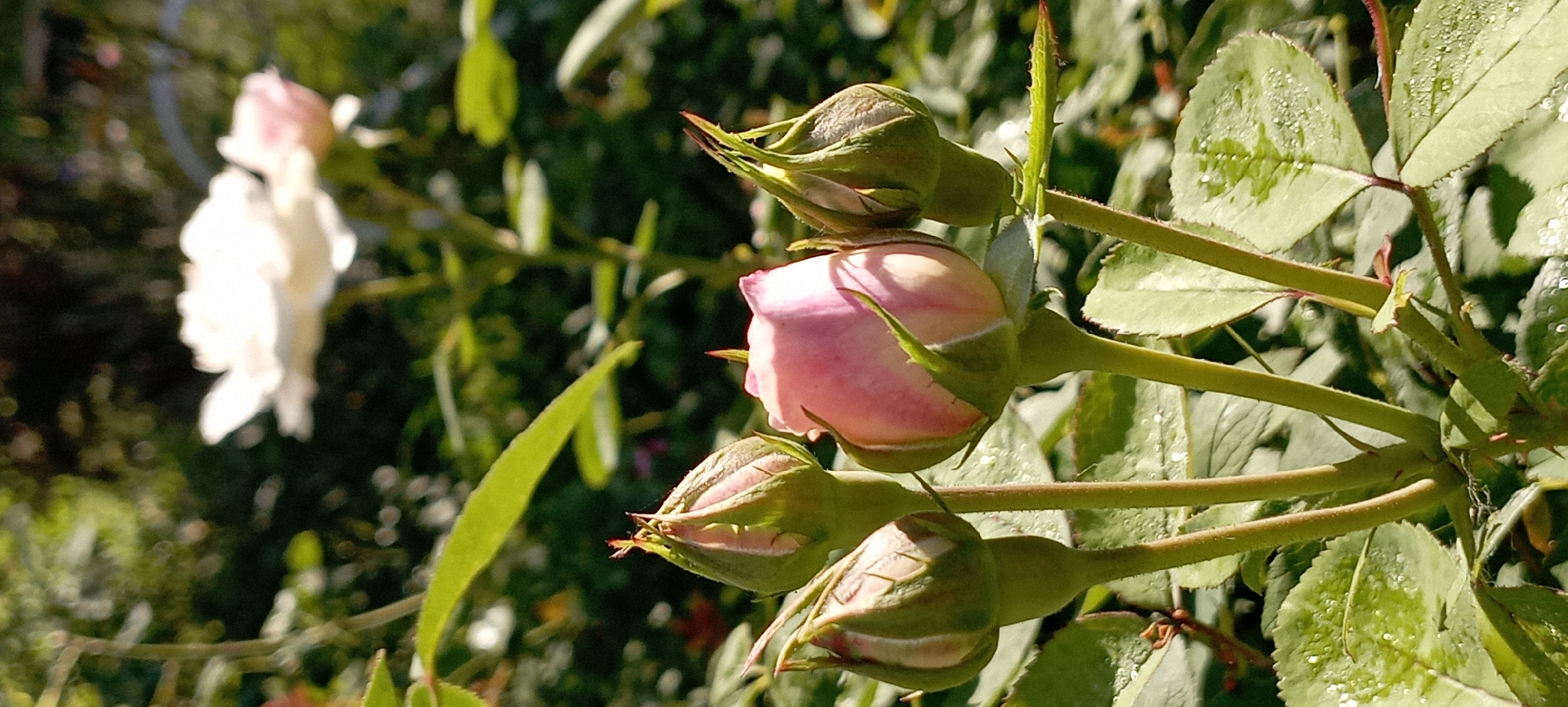 In the city of Radisne, Ukraine, a close-up, vertical shot captures a cluster of rose buds and a single partially opened rose. The buds, varying in their stage of development, are predominantly green with hints of pink near their tips. One rosebud, slightly more open, displays delicate pink petals unfurling. The rose blooms are bathed in natural sunlight, casting soft shadows. The background is a blur of green foliage, suggesting a garden setting. The leaves of the rose bush are visible in the foreground, some appearing to have water droplets on them, indicating recent moisture. The overall impression is one of natural beauty and growth.