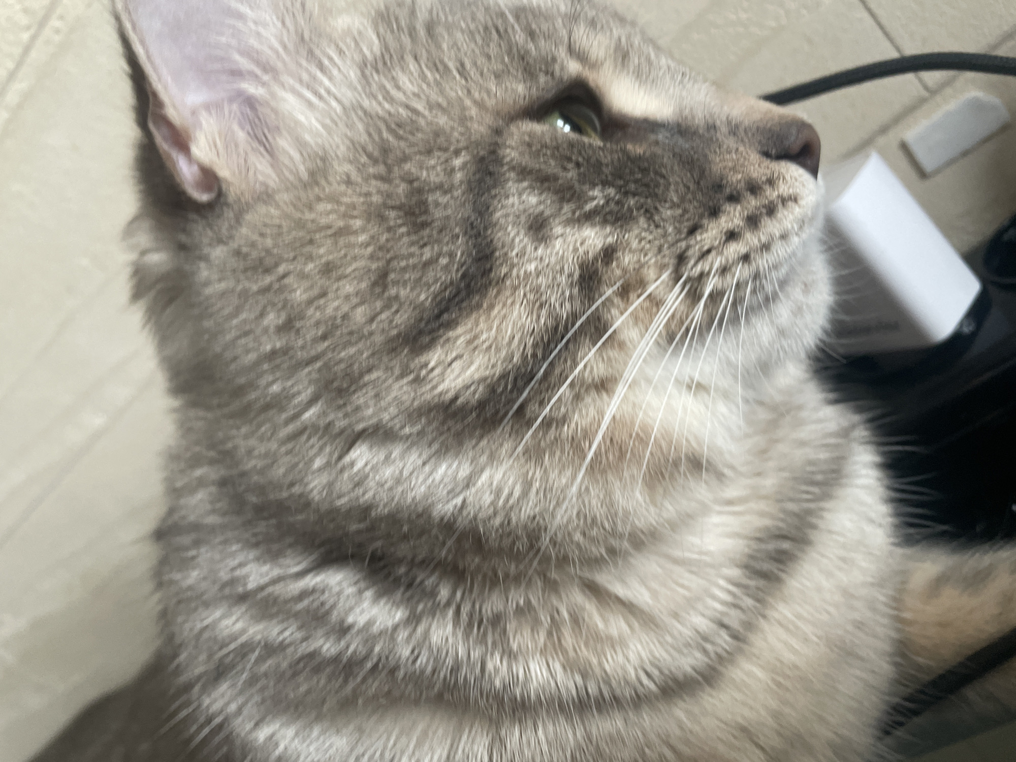 Close-up shot of a gray tabby cat's head in profile, facing right and slightly upward. The cat has green eyes and white whiskers. The background is out of focus but appears to include a light-colored wall and a white electronic device with a black cord. The location is not discernible from the image.