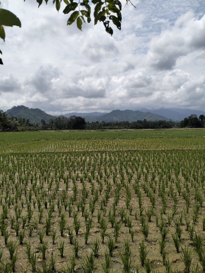 A verdant rice paddy stretches to the horizon under a cloudy sky. Young rice plants form neat rows in the flooded field. Distant mountains and a tree line create a background, partially obscured by overcast conditions. A few leaves hang in the upper portion of the image, adding a touch of natural framing. The scene evokes a sense of tranquility and agricultural harmony.