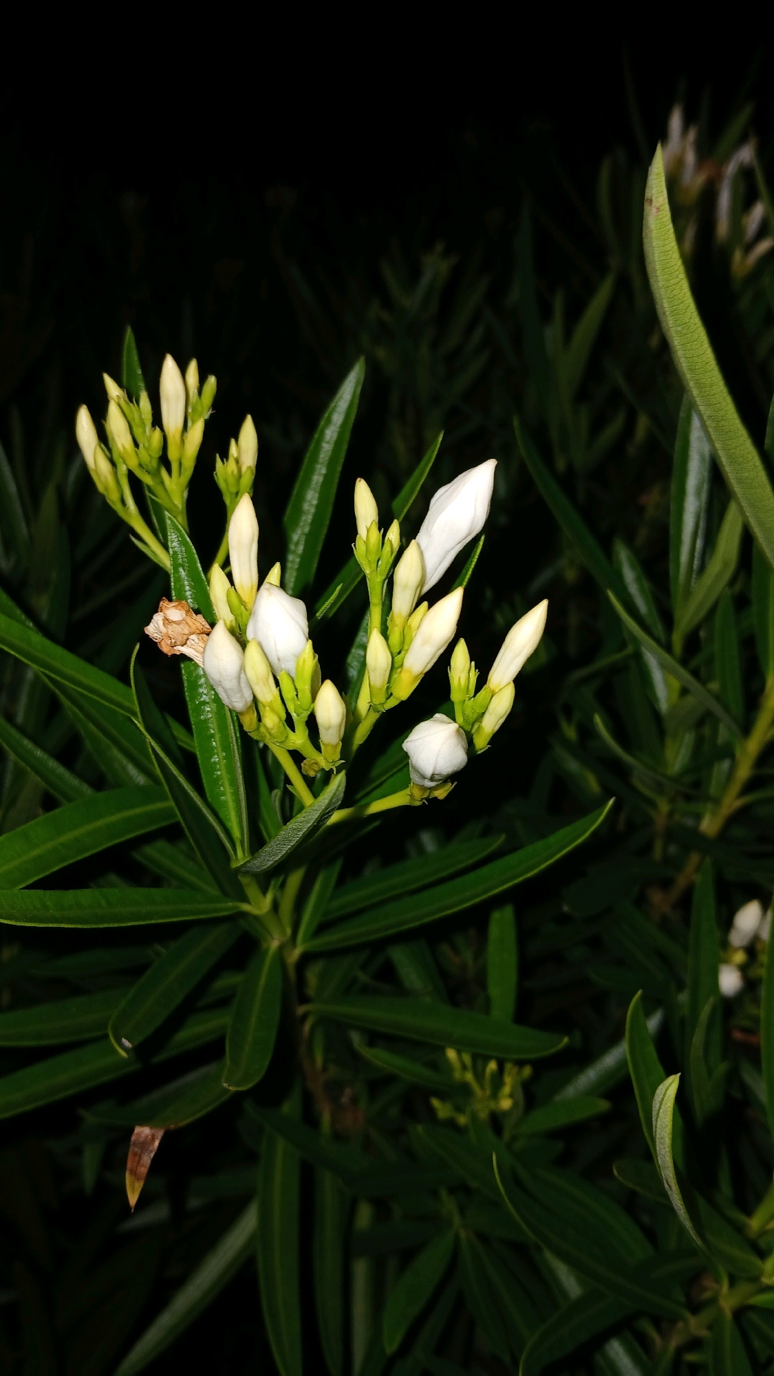 The image shows a close-up, vertical shot of a flowering plant with green leaves and white flower buds. The background is dark, suggesting it was taken at night or in low light conditions. A cluster of white, trumpet-shaped flower buds is visible on the left side of the frame, some of them partially open. The leaves are long, slender, and dark green, arranged densely around the flower cluster. One dried, brown leaf is also present among the green foliage. The lighting is focused on the flowers, highlighting their delicate structure against the shadowed background. No people or man-made objects are visible in the scene. The location is unknown.