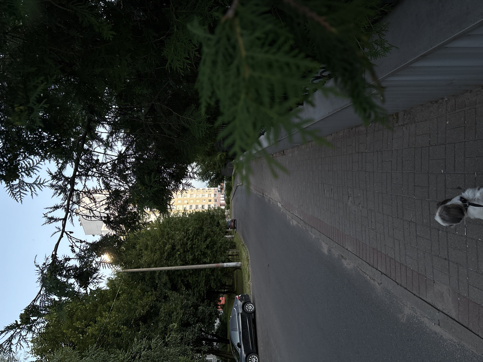 The image depicts a street scene in Vitebsk, Belarus, likely during the evening given the lighting conditions. In the foreground, a paved sidewalk runs alongside an asphalt road. A small dog with white and grey fur is visible on the sidewalk, facing away from the camera.
On the left side of the road, a dark-colored car is parked. Further down the road, another vehicle, a red car, is visible. Trees line the street on both sides, with a row of mature trees on the left casting shadows on the road and sidewalk. In the background, a tall, light-colored apartment building is prominent, suggesting an urban or suburban residential area. The sky above is a pale blue, indicating either early morning or late evening. Branches of a coniferous tree are in the foreground, partially obscuring the view of the sky and the apartment building. A metal fence is also visible along the right side of the sidewalk, next to the trees. The overall impression is that of a quiet residential street in Vitebsk.