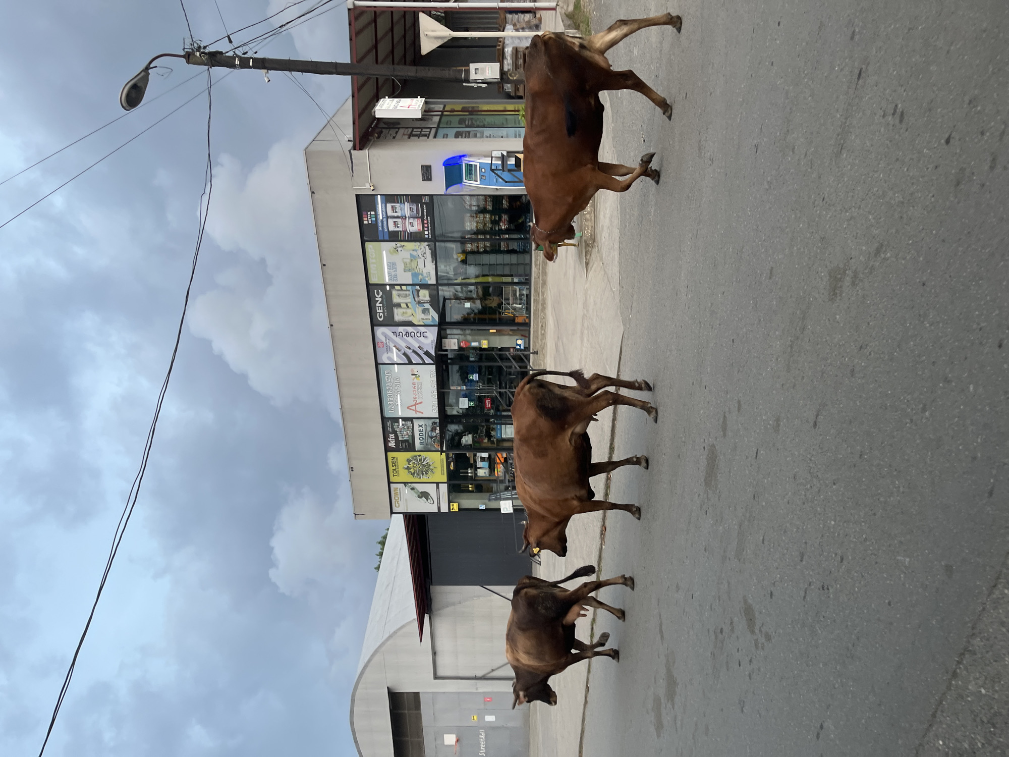 In Ureki, Georgia, on a cloudy day, three cows are walking across a paved road. The cows are brown and are positioned in a line from left to right. In the background, a light-colored building with large windows and advertisements on its facade is visible. A street light stands to the right of the building, and power lines crisscross the sky. A large, arched industrial-looking building is to the left of the main building. The road appears to be a typical urban street with some debris.