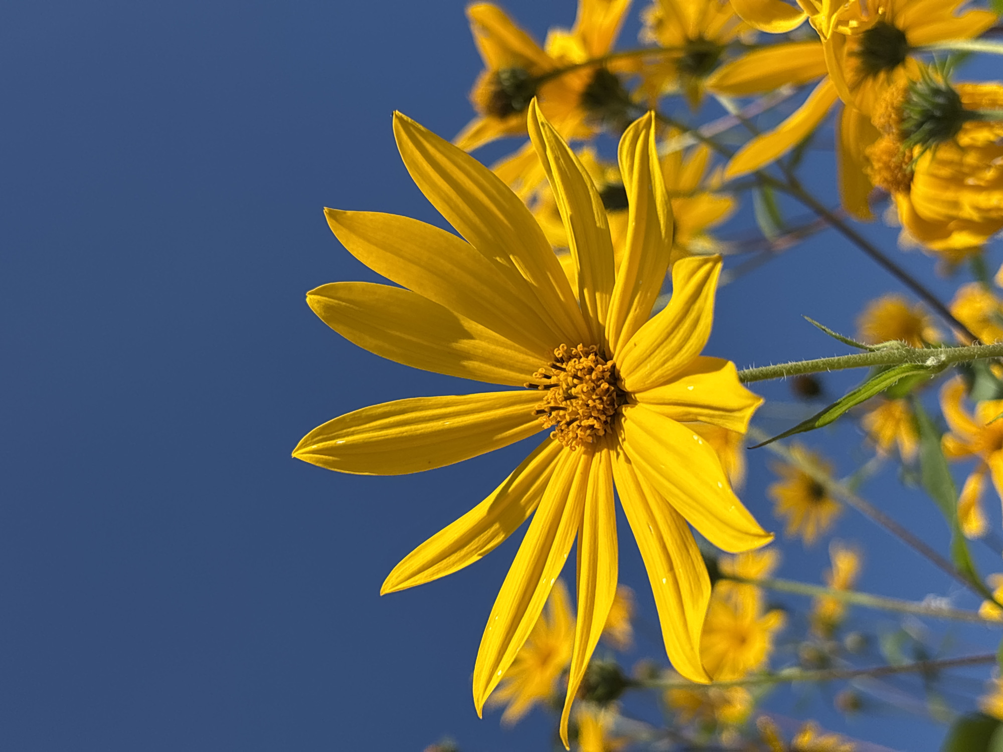 This is a close-up, low-angle shot of a bright yellow sunflower against a clear blue sky. The sunflower is the primary subject, with its petals prominently displayed, facing upwards towards the sky. The center of the flower is a darker yellow, with visible textures. In the background, several other yellow sunflowers are visible, mostly out of focus, creating a blurred effect that emphasizes the foreground flower. The stems of the flowers are green and fuzzy. There are no people or man-made objects visible in the image. The environment appears to be an outdoor field or garden on a sunny day. The image does not provide any information about the location in the city of Кордово, Russia.