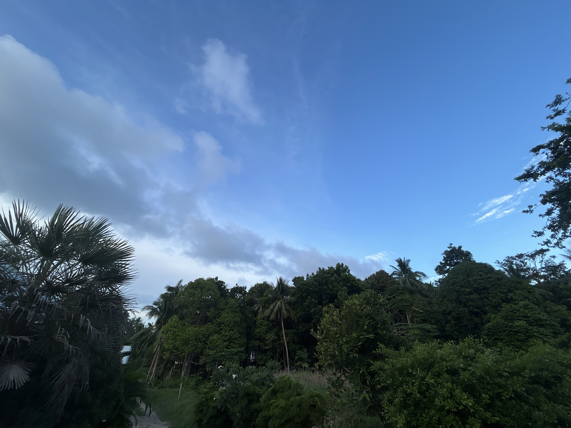 The image depicts a lush, green landscape dominated by dense tropical foliage and palm trees, characteristic of Ko Pha-ngan District, Thailand. A clear blue sky with scattered white clouds stretches across the upper portion of the frame. The foreground features a large palm tree on the left, its fronds reaching towards the sky. A narrow, unpaved path is visible winding through the vegetation in the lower central part of the image. The dense canopy of trees, varying in shades of green, creates a natural barrier, hinting at a jungle or forest environment. The scene is devoid of any people or visible structures, suggesting a remote or natural setting within the district.