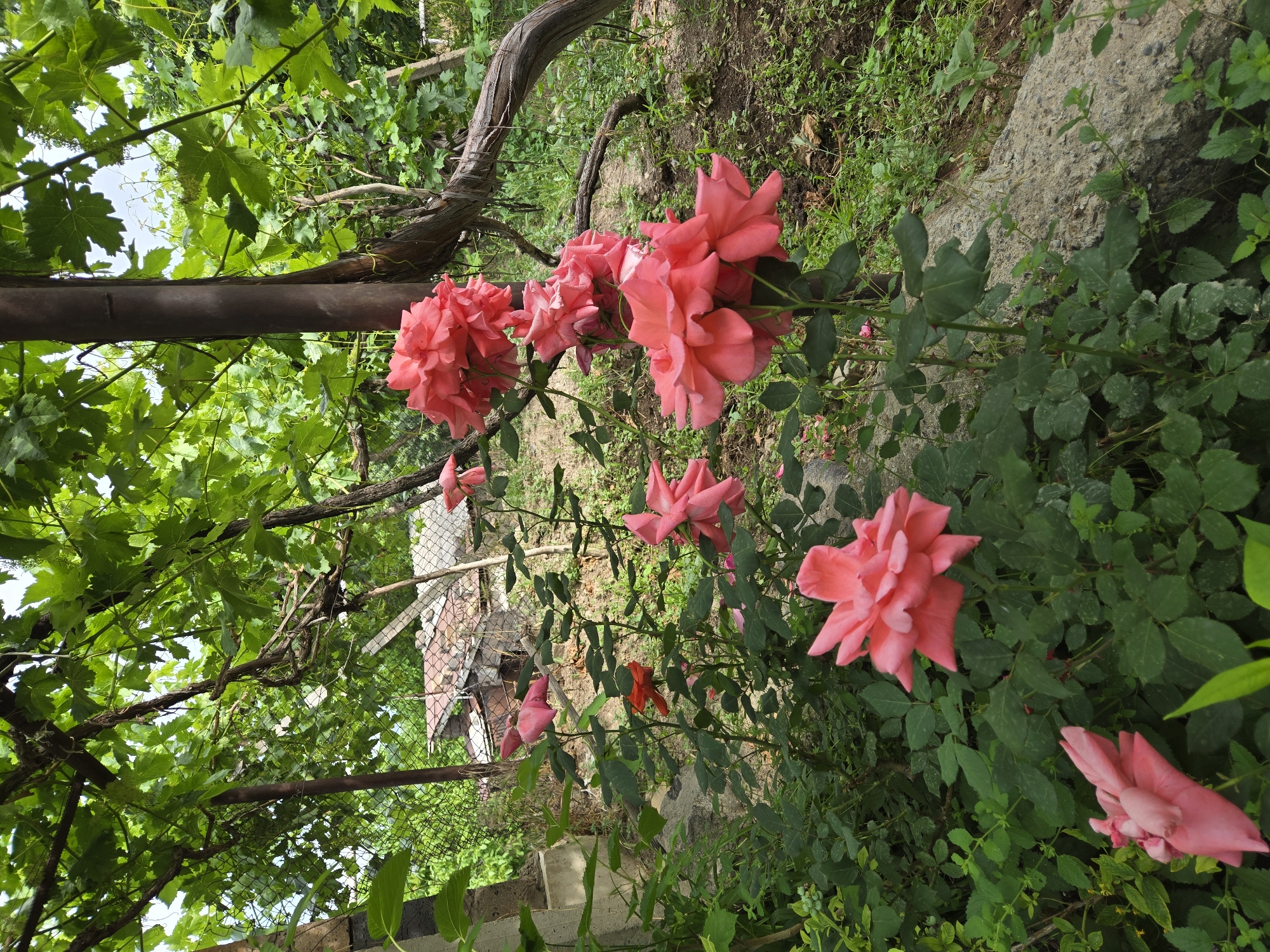 The image depicts a garden scene with a focus on several pink roses in bloom. The roses are vibrant and have many petals, some fully open and others still in bud. They are situated amongst lush green foliage, with dark green leaves and thinner stems. A thick, gnarled vine or branch runs horizontally through the upper portion of the image, adding a rustic element to the scene.
In the background, there are hints of a fence, some roofing material, and more greenery, suggesting a somewhat overgrown or natural setting. A rough, greyish-brown stone or concrete structure is visible on the right side of the image. The lighting suggests it is daytime, with natural light illuminating the flowers and plants. The overall mood is peaceful and natural, highlighting the beauty of the blooming roses. There is no visible text in the image.
