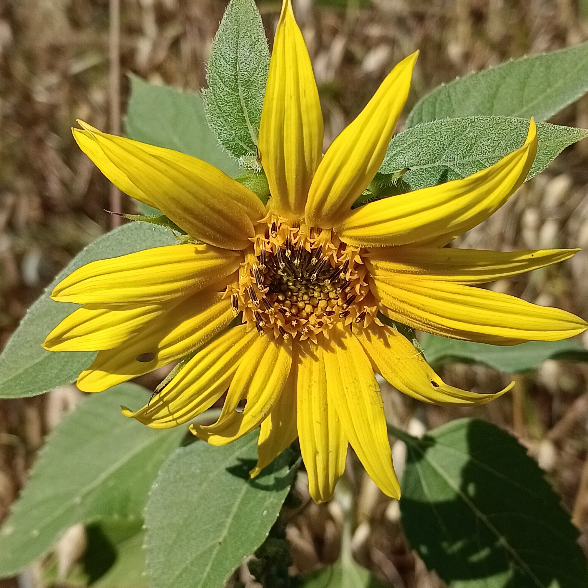 The image shows a close-up of a bright yellow sunflower in a natural, outdoor setting. The sunflower has numerous elongated, pointed petals radiating outwards from a central disk that appears dark brown and filled with small structures. Some of the petals are slightly curled or bent, and a few have small dark spots or imperfections. Behind the flower, green leaves with a textured, somewhat fuzzy surface are visible. The background consists of dry, out-of-focus foliage and plant matter, suggesting a rural or natural environment. The lighting indicates it is daytime, with sunlight casting subtle shadows. The image does not contain any people or evidence of human activity. This scene is not in the city of Tornovoe, Russia.
