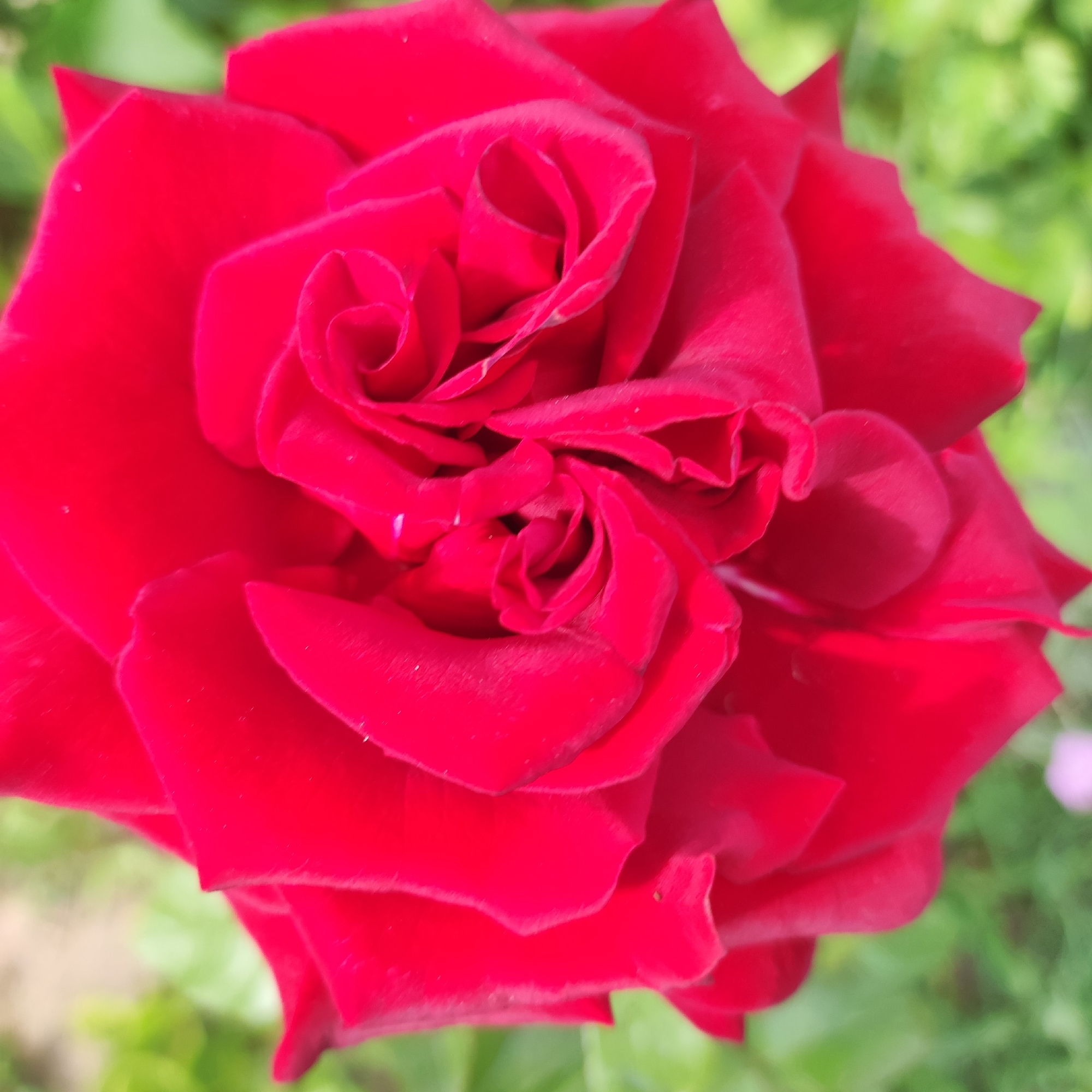 A close-up, slightly overhead shot captures a vibrant red rose in full bloom. The rose's petals are velvety and unfurl in concentric layers, creating a rich, detailed texture. The center of the rose reveals tightly curled petals, while the outer petals are more open and expansive. The lighting highlights the curves and folds of the petals, creating subtle shadows and soft highlights. The background is softly blurred, showing hints of green foliage, suggesting an outdoor garden setting. The location is Navoloki, Russia.