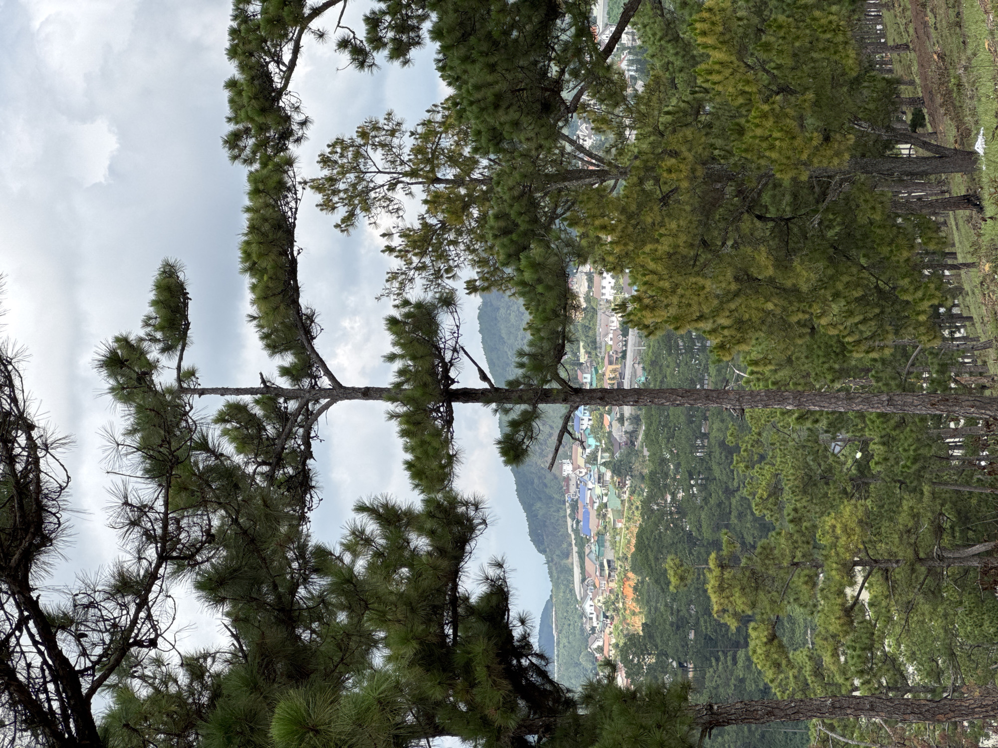 The image captures a cityscape in Lạc Dương, Vietnam, framed by pine trees in the foreground. The urban area is nestled in a valley, with buildings featuring diverse architectural styles and colored roofs. Hills partially obscure the view, while the sky is overcast with patches of visible blue sky. The focus is sharp on the pine trees and the buildings in the distance. The scene is likely captured from a higher vantage point.