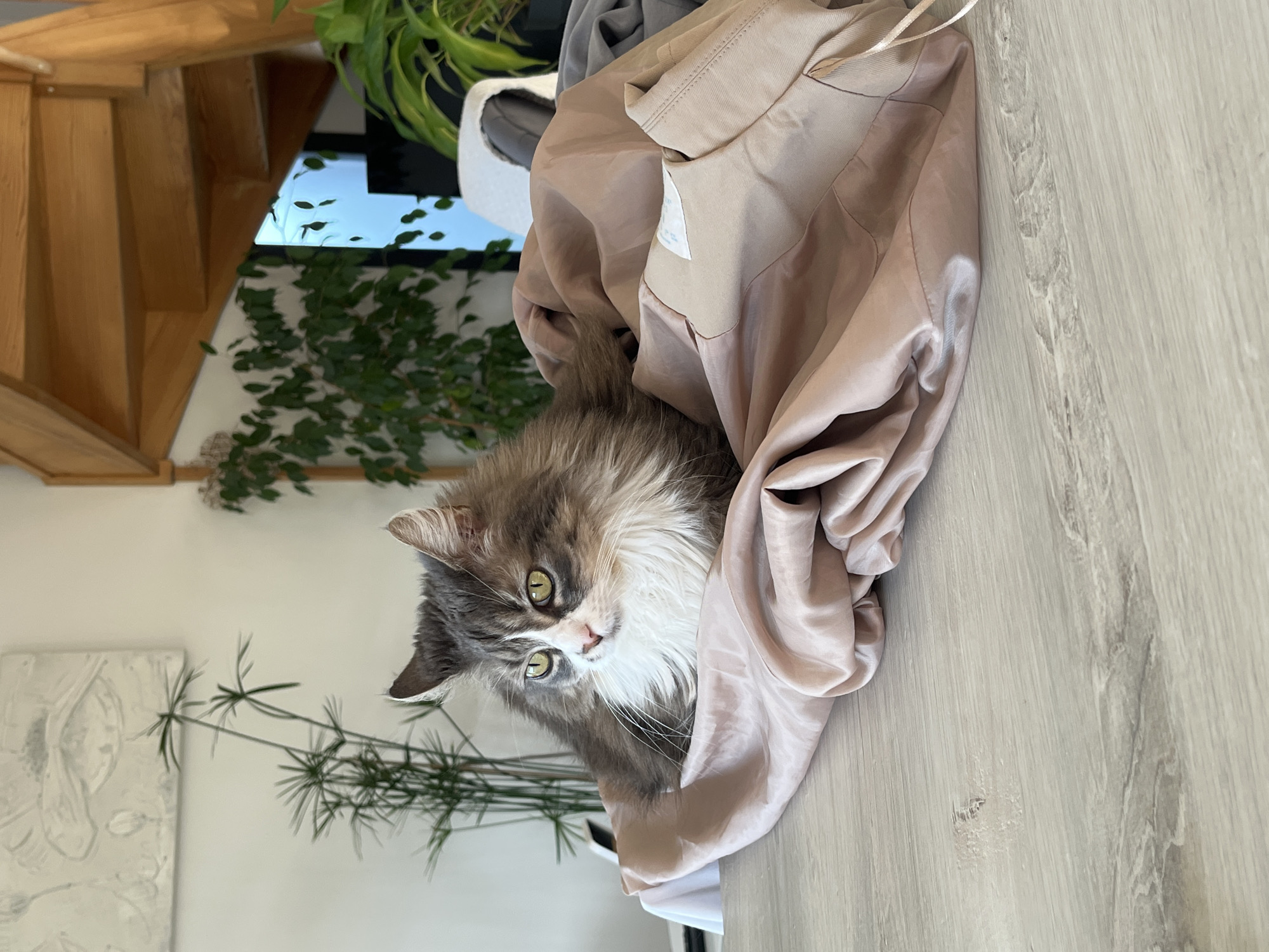 A fluffy, grey and white long-haired cat is the central subject of the image, peeking out from under a light pink/beige satin-like garment. The cat's head is visible, showing its prominent green-yellow eyes, and it appears to be looking directly at the viewer with a curious or alert expression. The garment is draped over a light-colored wooden floor with visible grain.
In the background, to the left, a wooden staircase ascends, suggesting a multi-level interior space. Various green potted plants are present, some hanging from above and others on a lower level, indicating a vibrant, plant-filled environment. Through what appears to be a window or opening in the upper background, a patch of blue sky and more green foliage are visible, confirming it is daytime. A white, textured art piece is partially visible on a wall in the lower left. The setting is an indoor space, likely a home, characterized by natural light, light wood elements, and an abundance of greenery. The image is oriented vertically, with the floor running along the right side. No legible text is visible.