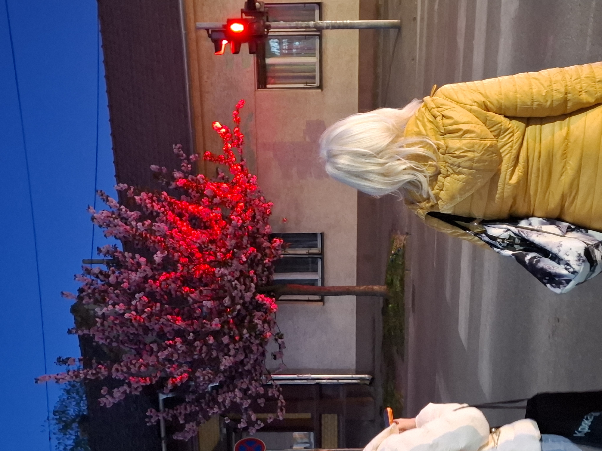 The image shows a street scene in Novi Sad, Serbia, at dusk or early evening. A woman with white hair and a yellow jacket is seen from the back, walking on a crosswalk. Next to her, there is a flowering tree with pink blossoms that are illuminated by red light, presumably from a traffic light. The traffic light is visible above the tree, showing a red signal. There are buildings in the background and a glimpse of the blue sky. The scene suggests a residential area at dusk with a pedestrian crossing.