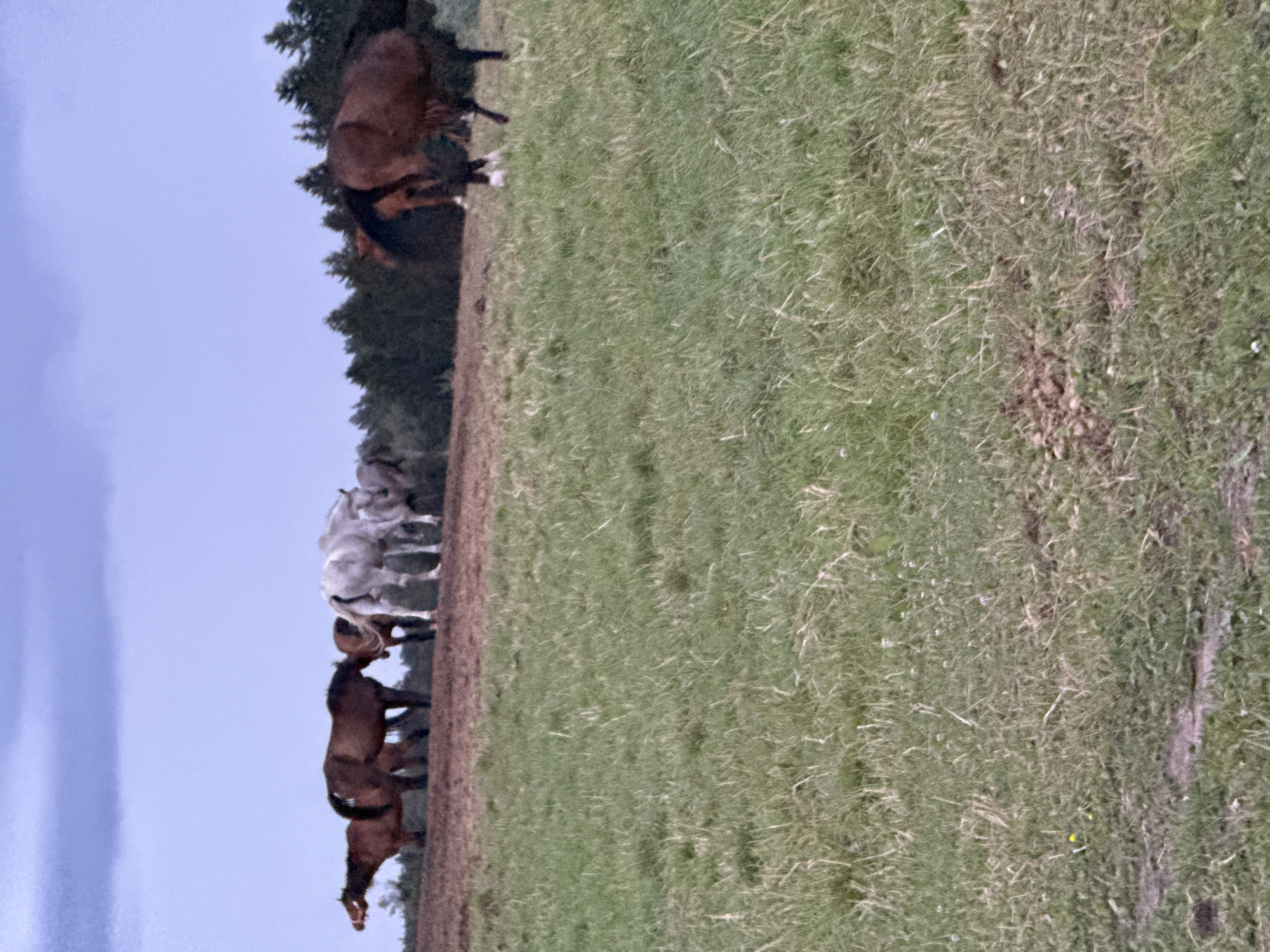 In the city of Galinė, Lithuania, a herd of horses grazes on a grassy field under a twilight sky. The horses are varied in color, with some being brown and others white. They are spread out across the field, with some gathered together and others grazing individually. In the background, a line of trees marks the edge of the field, and beyond that, the sky is a deep blue with hints of purple, suggesting the end of the day. The overall scene is peaceful and serene, capturing a moment of tranquility in the Lithuanian countryside.