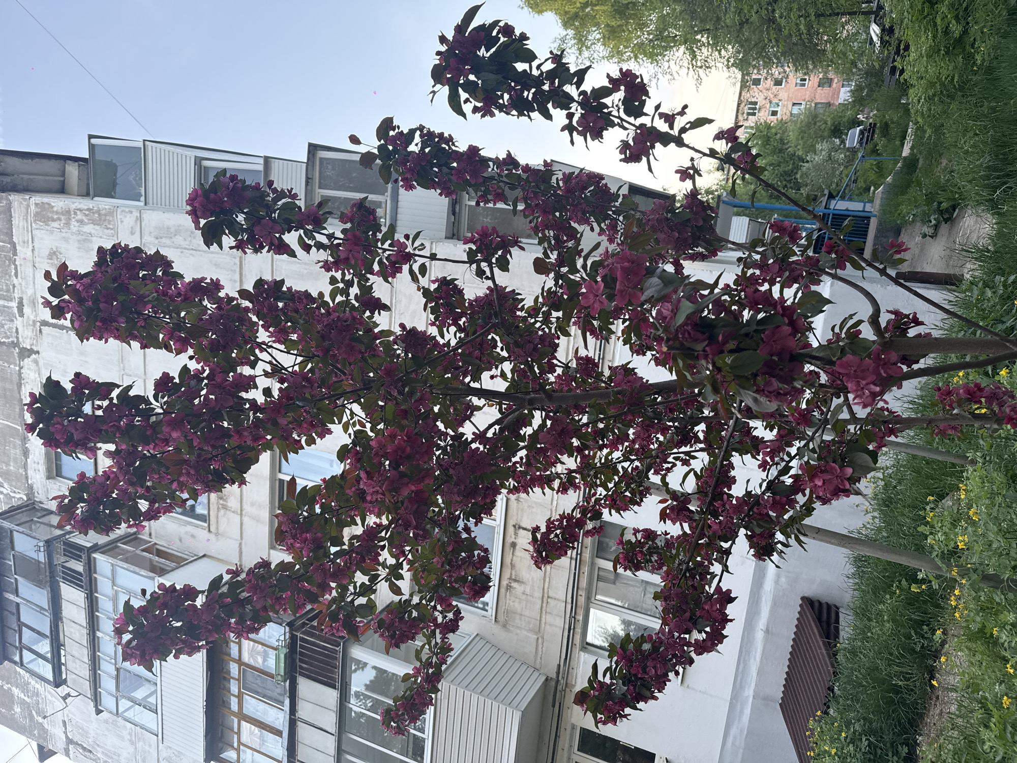 The image shows a tree with dark pink blossoms in front of a white, multi-story building. The building has numerous windows of varying sizes and styles. Some windows appear to be open. The tree's branches extend across much of the frame, partially obscuring the building. To the right of the building, there is a patch of green grass and other foliage. The sky is visible in the upper portion of the image and appears to be slightly overcast. The scene is located in the city of Chaikovsky, Russia. There are no people visible in the image.