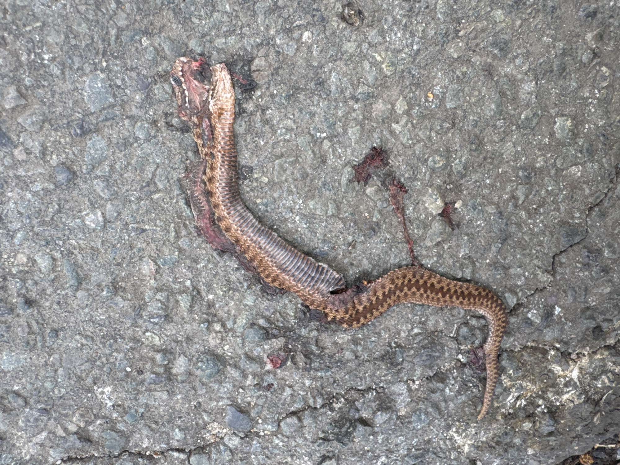 On a cracked, grey concrete surface, there lies a dead snake. The snake has a brown, diamond-patterned skin. The head appears partially crushed with some blood present, and the middle of the snake's body looks to be skinned. There are also splashes of blood around the snake's body. The location is assumed from the prompt.
