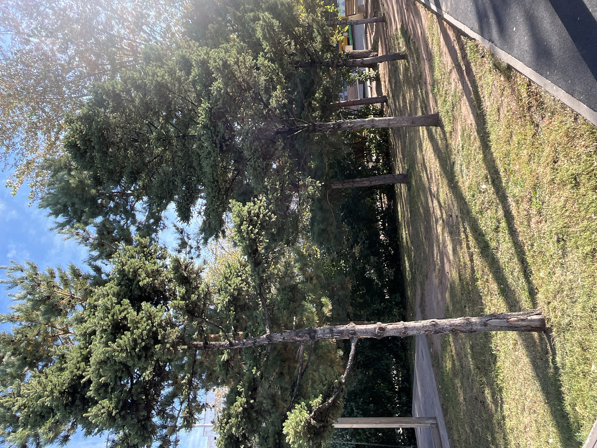 The image depicts a row of evergreen trees with visible trunks and green needles, casting shadows on the grassy ground. In the background, there is a building and other trees. The scene is outdoors, possibly in a park or a residential area, given the presence of the building and the well-maintained grassy area. The lighting suggests it is daytime, with sunlight creating dappled patterns on the ground. The foreground shows a paved path bordering the grassy area, with some fallen leaves on the grass. The overall impression is of a serene, natural setting within an urban environment. The image is taken at a moderate distance, capturing the trees and their surroundings. The weather appears to be clear and sunny.