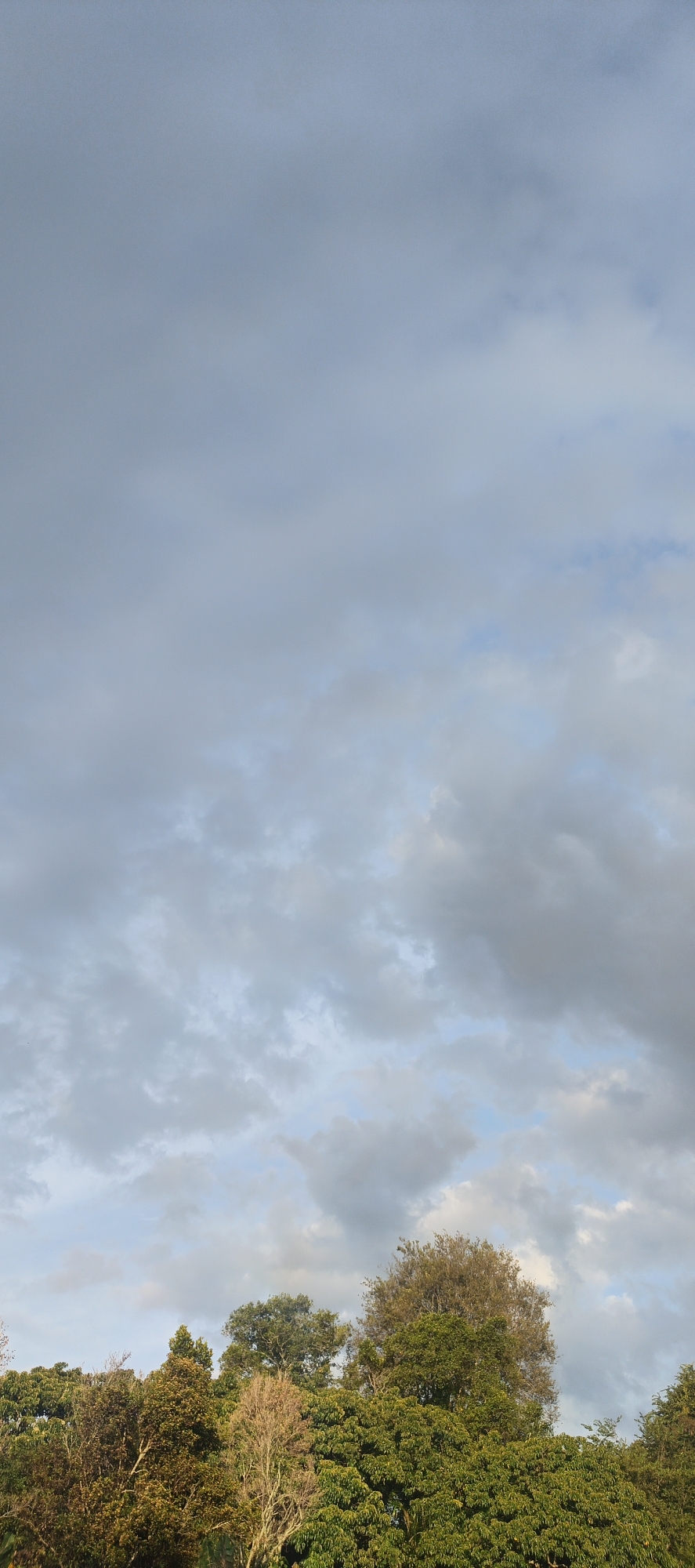 The image depicts a landscape scene with a prominent sky filled with clouds. The clouds are a mix of light grey and white, with some patches of pale blue sky visible. The lower portion of the image features a dense canopy of trees. The trees are varied in color, with shades of green, brown, and yellow, suggesting different species or varying degrees of foliage. One tree in the center appears to have lighter, possibly dry, branches or leaves. The overall impression is that of a natural environment, likely a rural or semi-rural area. The location is specified as Cinta Dame, Indonesia.