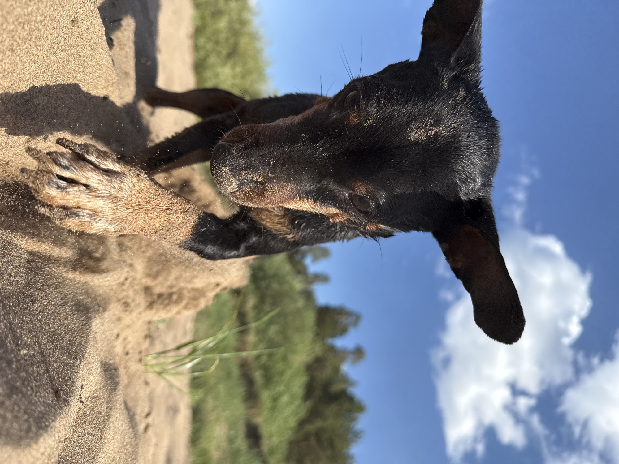 The image depicts a black and tan dog with its snout covered in sand. The dog is positioned on a sandy surface, likely a beach, with sparse green vegetation visible in the background. In the distance, the sky is blue with some white clouds. The dog appears to be lying down or close to the ground, with one paw visible and covered in sand. The location is likely near a body of water, given the presence of sand and blue sky. The city of Chaikovsky, Russia is not explicitly discernable from this image.
