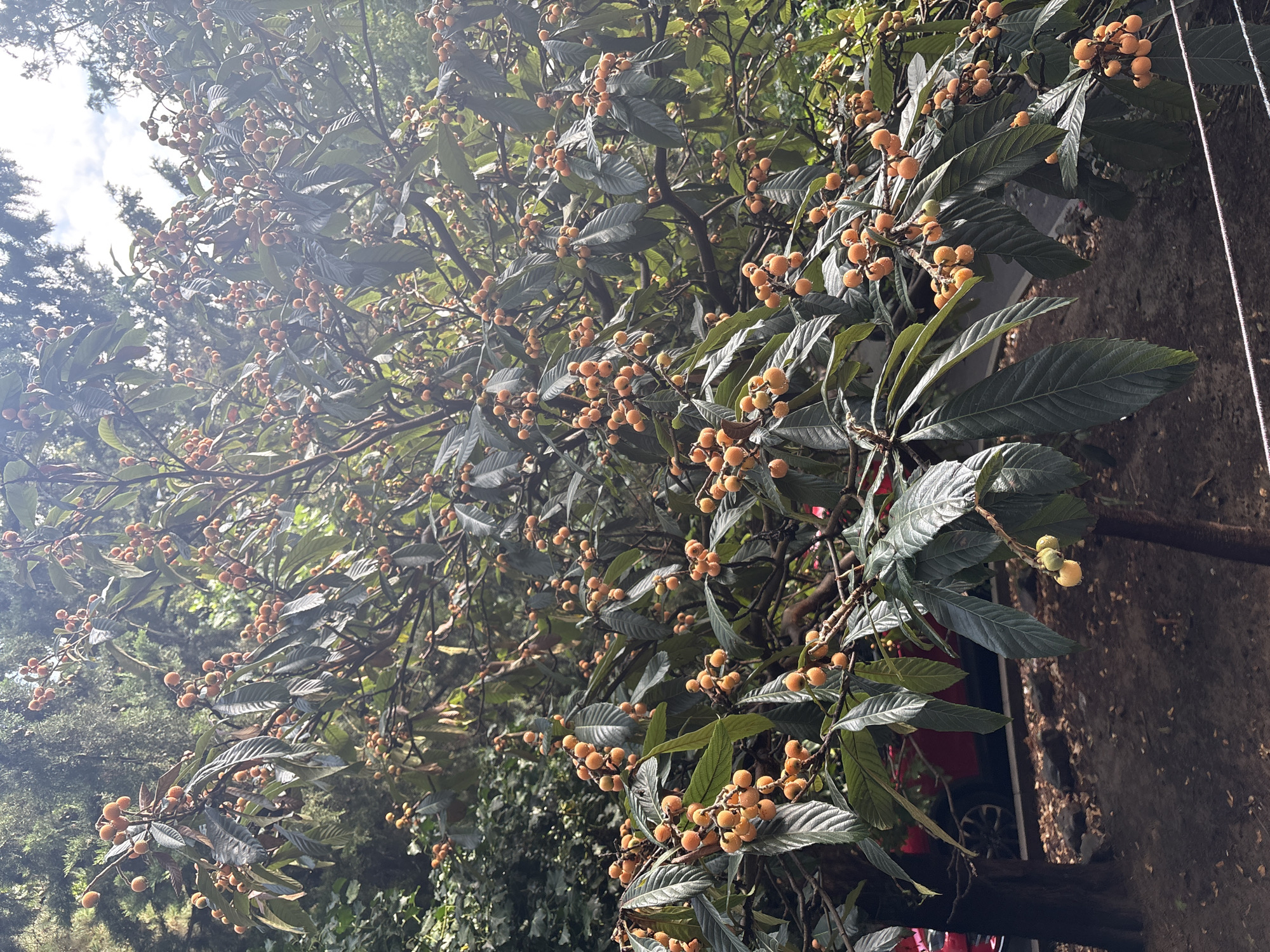 In Tbilisi, Georgia, a mature loquat tree displays a bountiful harvest of ripe, orange-yellow fruit amidst its dark green, leathery leaves. The tree is situated outdoors, with dappled sunlight filtering through its branches, creating a textured interplay of light and shadow on the ground below. The ground is covered in dark soil and scattered dry leaves. In the background, a portion of a red car is visible, suggesting proximity to a street or parking area. The overall impression is one of natural abundance within an urban environment.