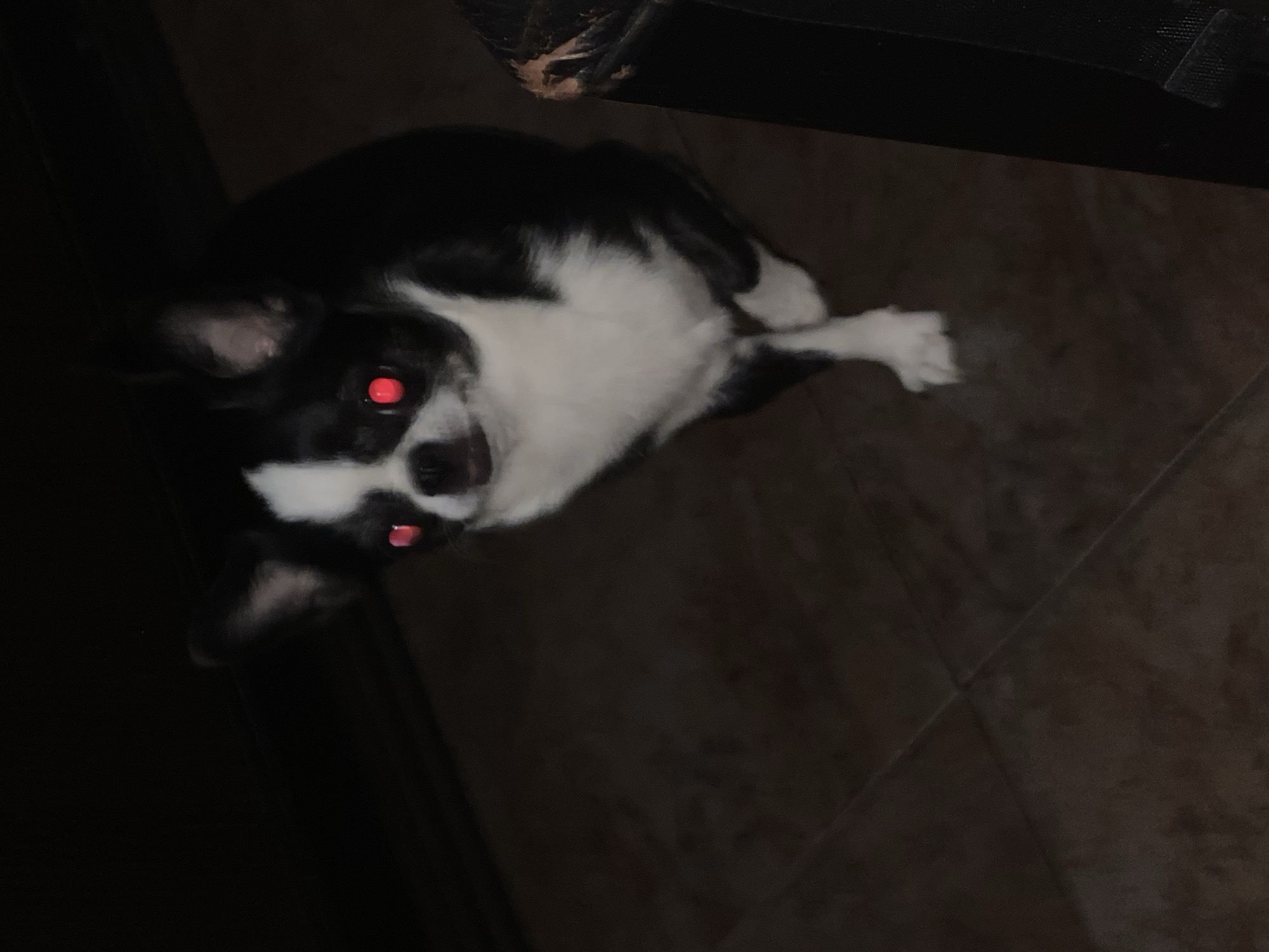 A black and white dog with bright red eyes stands on a tiled floor in a dimly lit room. The dog is facing forward and appears to be looking at the camera. The room is dark, with the exception of the light reflecting off the dog's eyes. To the right of the dog, a dark object, possibly furniture, is partially visible. The floor is made of large, dark tiles.