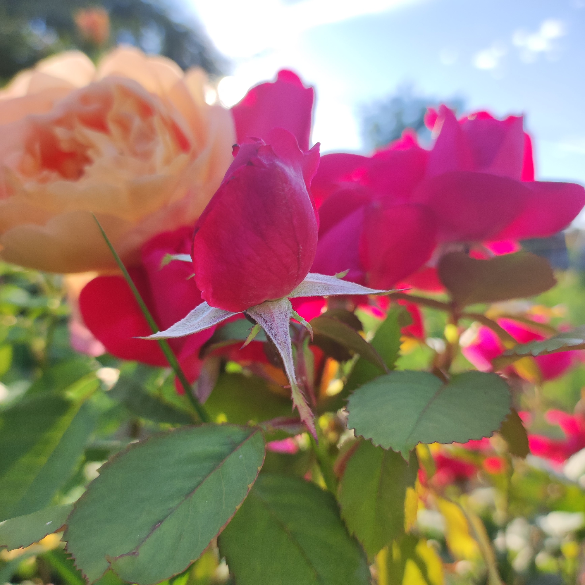 This media file is a close-up, low-angle shot of a rose bush in Navoloki, Russia. The main subjects are several rose buds and blooms in vibrant shades of red and pink, with one larger, out-of-focus peachy-colored rose in the background. A single, prominent red rose bud is in sharp focus in the foreground, showcasing its velvety texture and the delicate green sepals at its base. Dark green leaves with serrated edges are also visible.
The scene is bathed in natural sunlight, suggesting it is daytime, likely late afternoon or early evening due to the warm, golden light illuminating the flowers and creating some lens flare. The sky, visible in the upper right corner, is a clear blue with a few wispy clouds, indicating fair weather. The background is softly blurred, with hints of other flowers and greenery, creating a bokeh effect that emphasizes the rose bud in the foreground.
There is no visible text in the media file. The overall mood is serene and highlights the natural beauty of the blooming roses. The specific location in Navoloki, Russia, provides a geographical context for this garden scene. The image captures a moment of natural beauty, focusing on the intricate details of the rose's development.