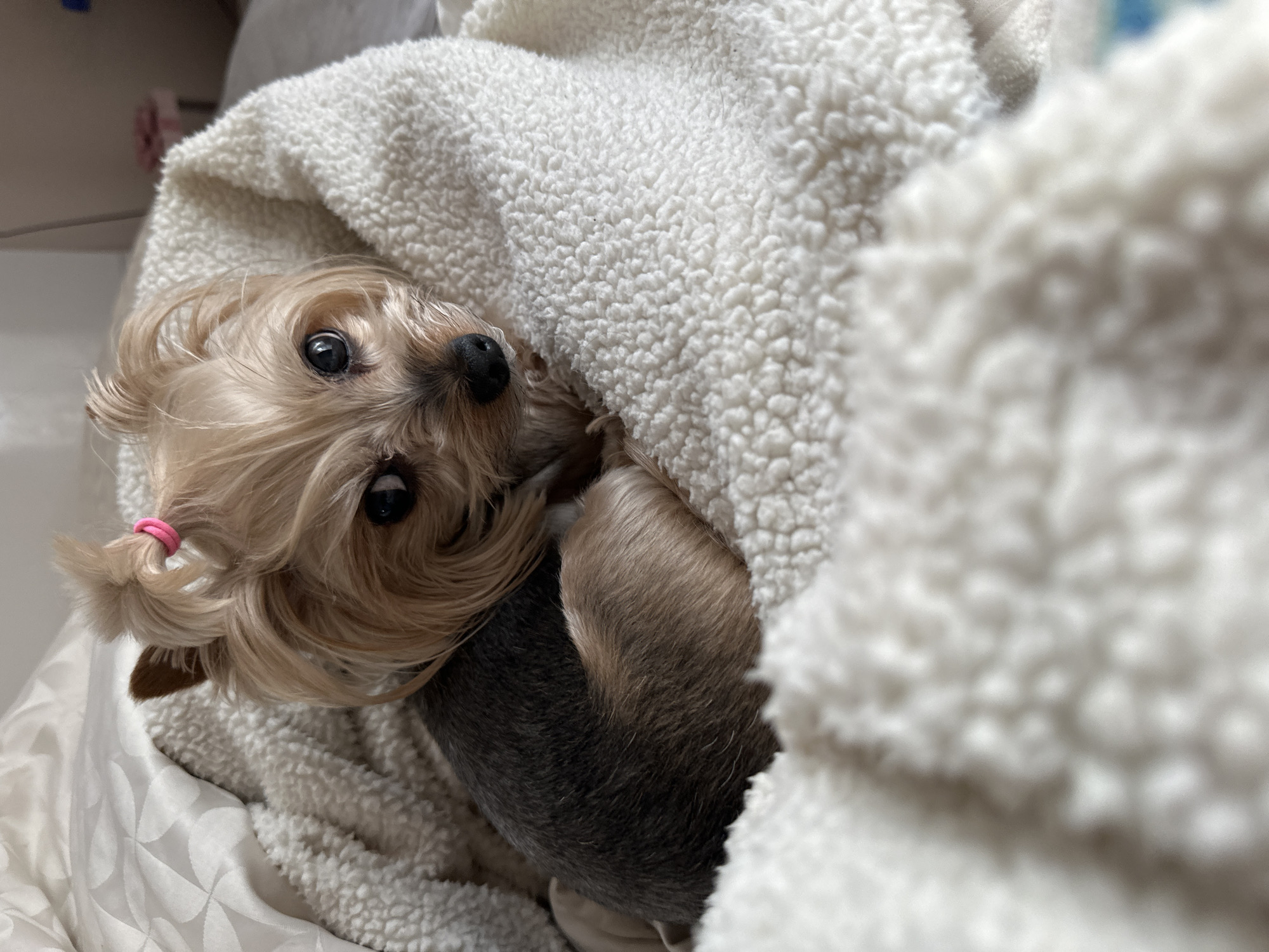 A small, light brown and black Yorkie dog with a pink hair tie is nestled under a fluffy white blanket. The location is not discernible from the image.